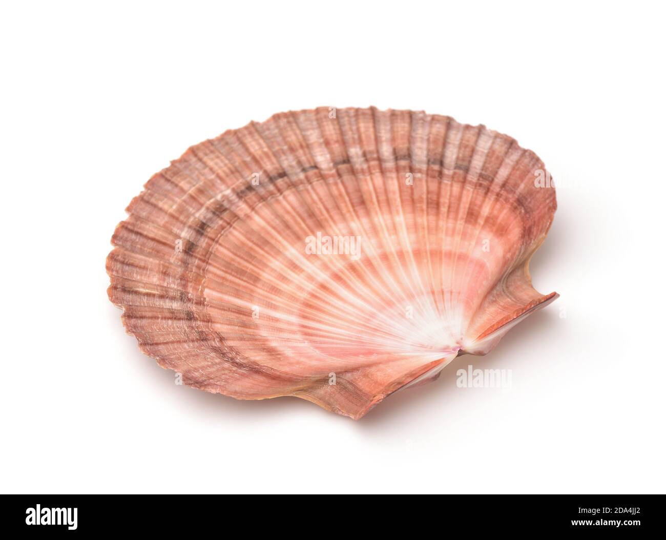 Scallops shell isolated on white Stock Photo