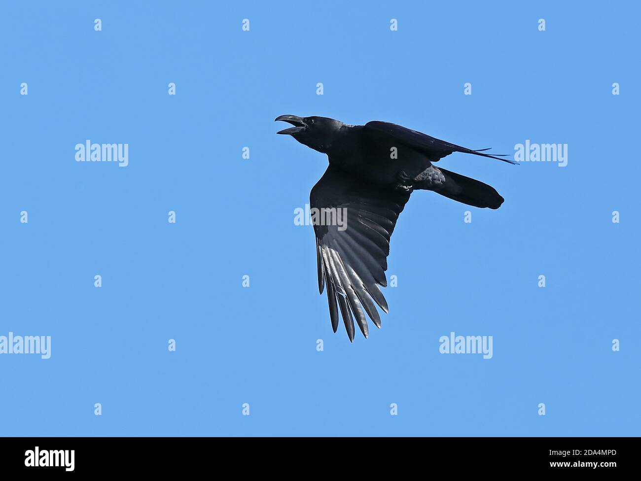 Japan Raven Common Raven (Corvus corax kamtschaticus) adult in flight calling Rausu ...