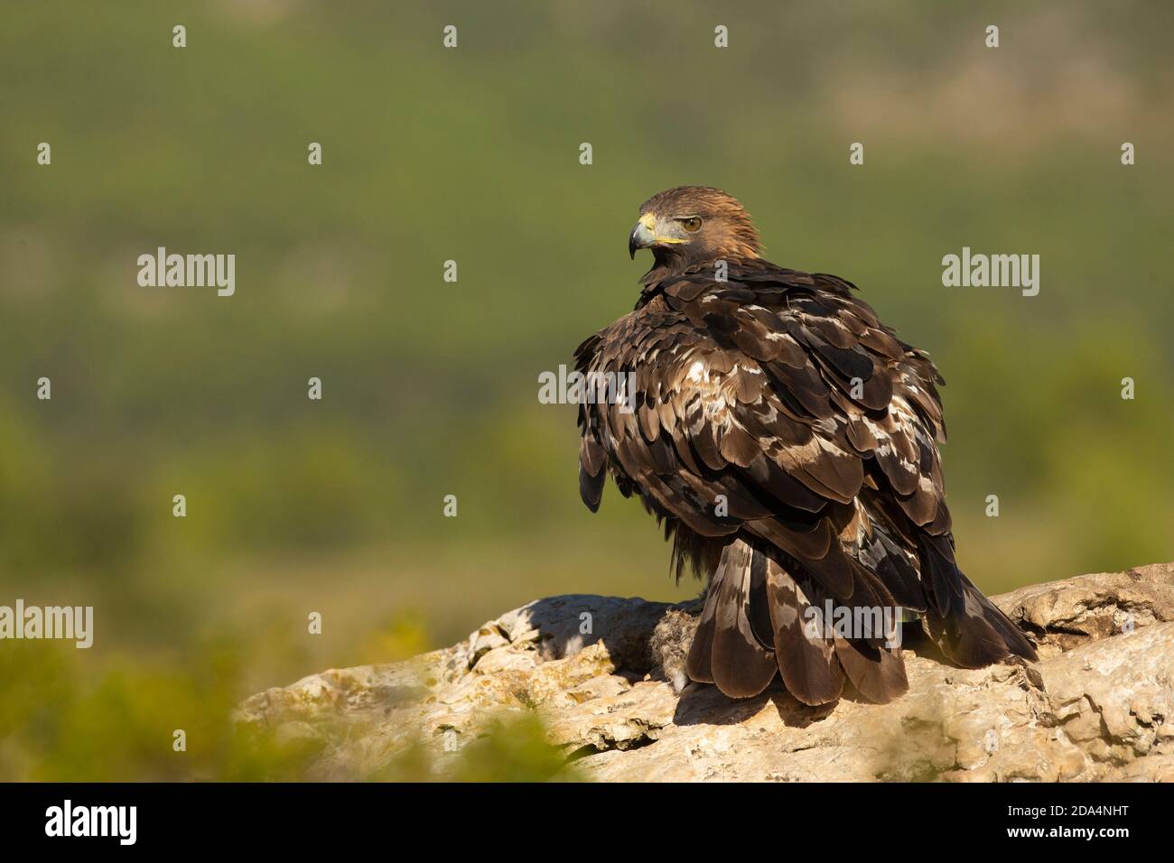 A large golden eagle feeding on a dead bunny. Stock Photo