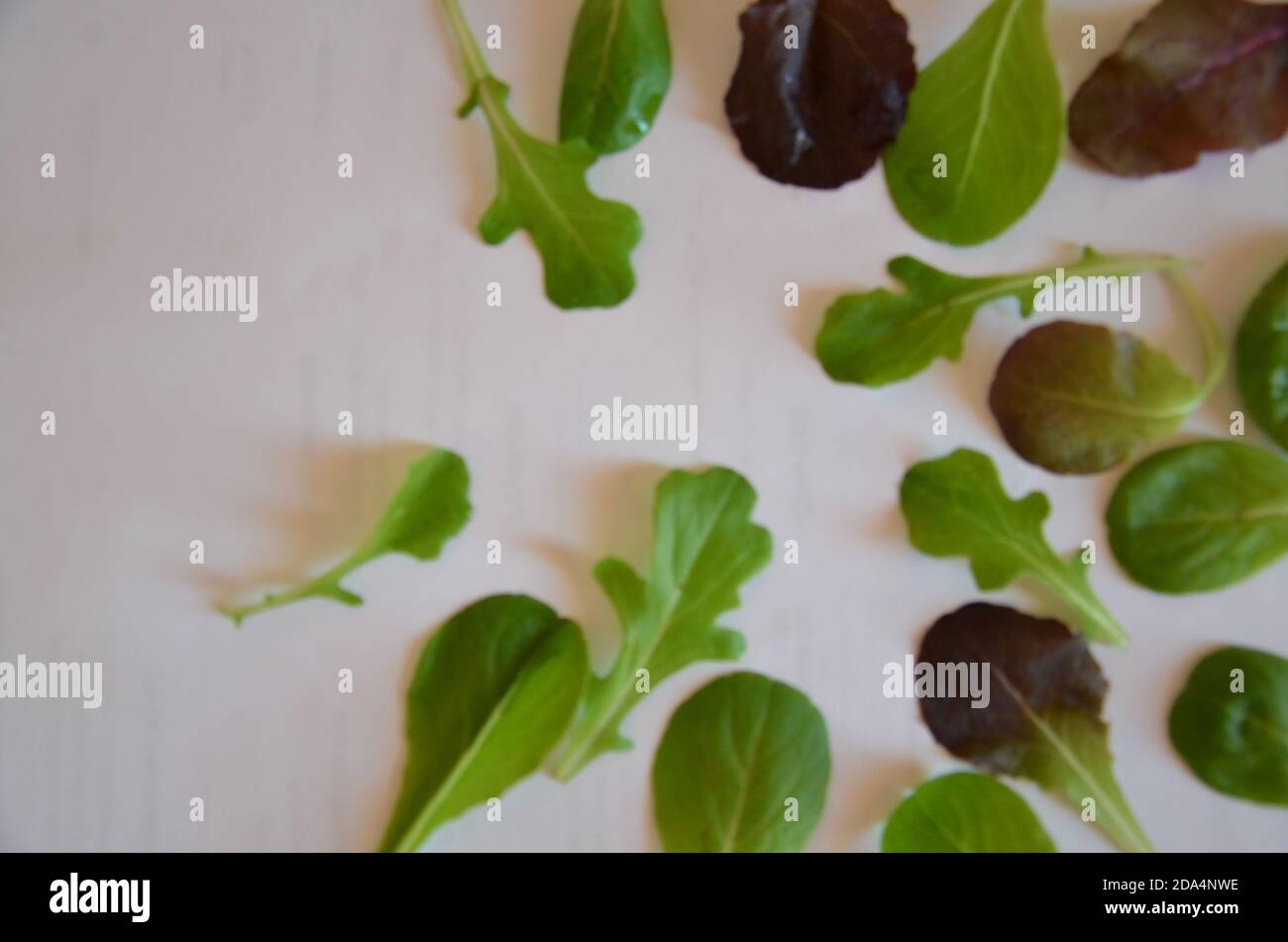 Purple or green basil, Ruccola on a white background. Frame from fresh greens. Craft background Stock Photo