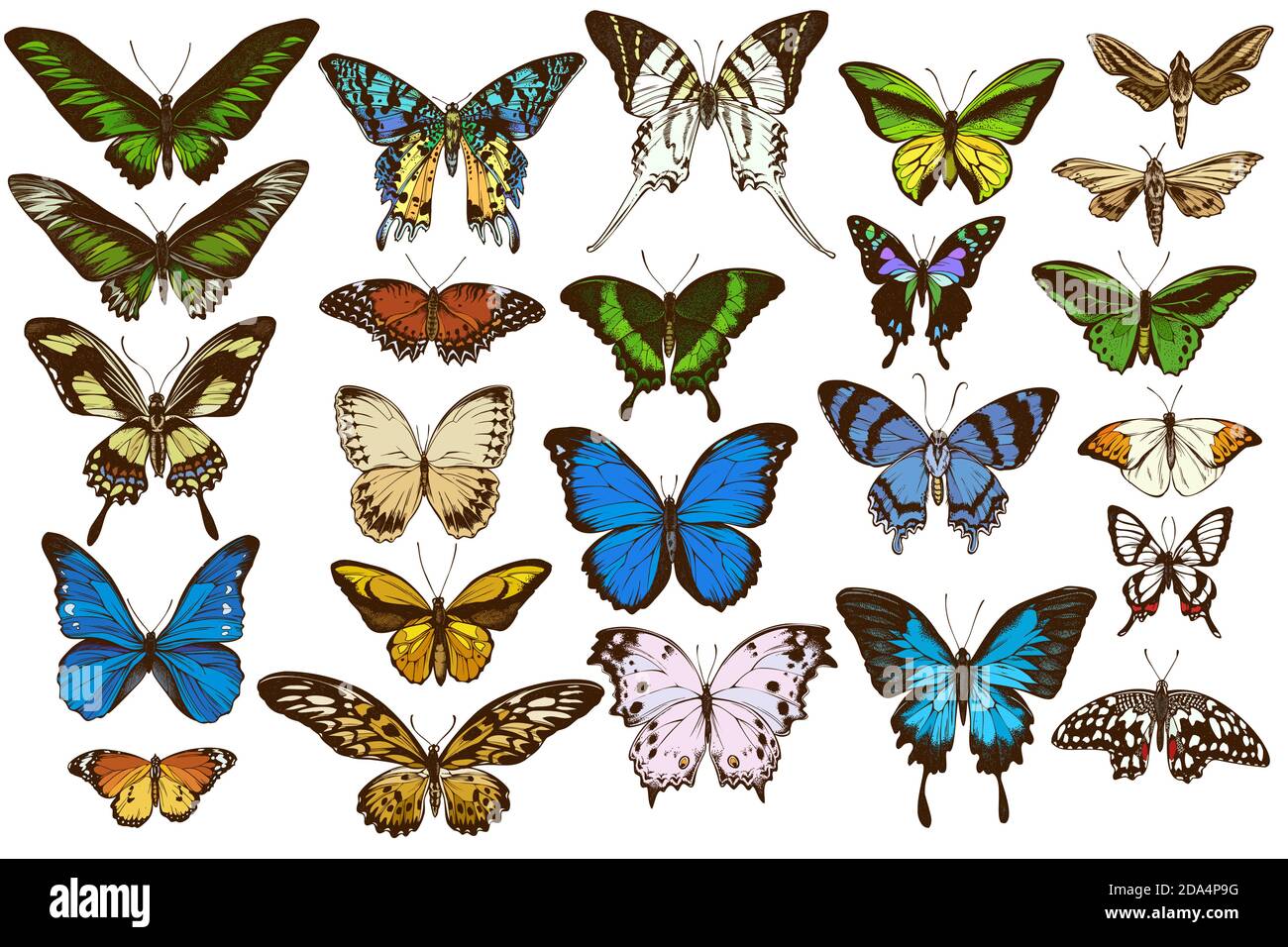 Vector set of hand drawn colored great orange-tip, emerald swallowtail, jungle queens, plain tiger, rajah brooke s birdwing, papilio torquatus Stock Vector