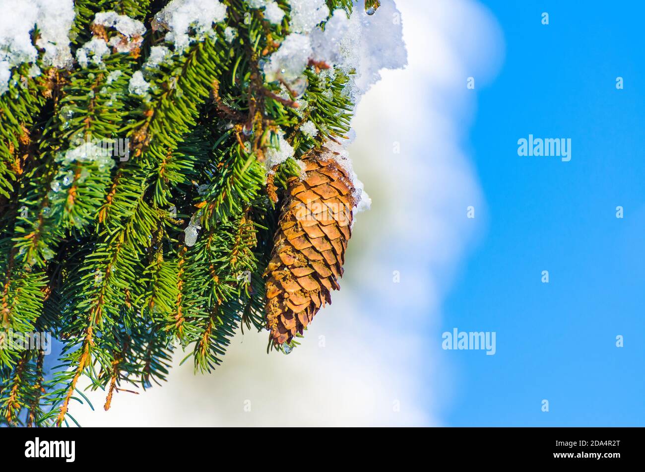 Fir under snow hi-res stock photography and images - Alamy