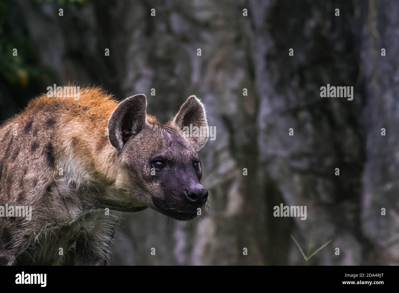 Hunter Hyena Portrait wildlife live in savanna Africa Big dangerous