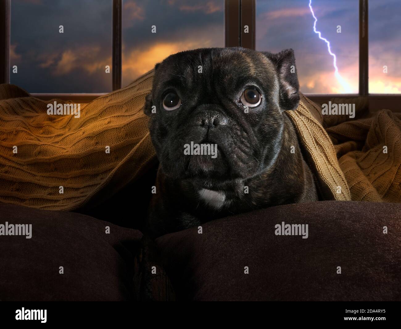 The dog is afraid of thunderstorms. Bulldog hiding under a blanket