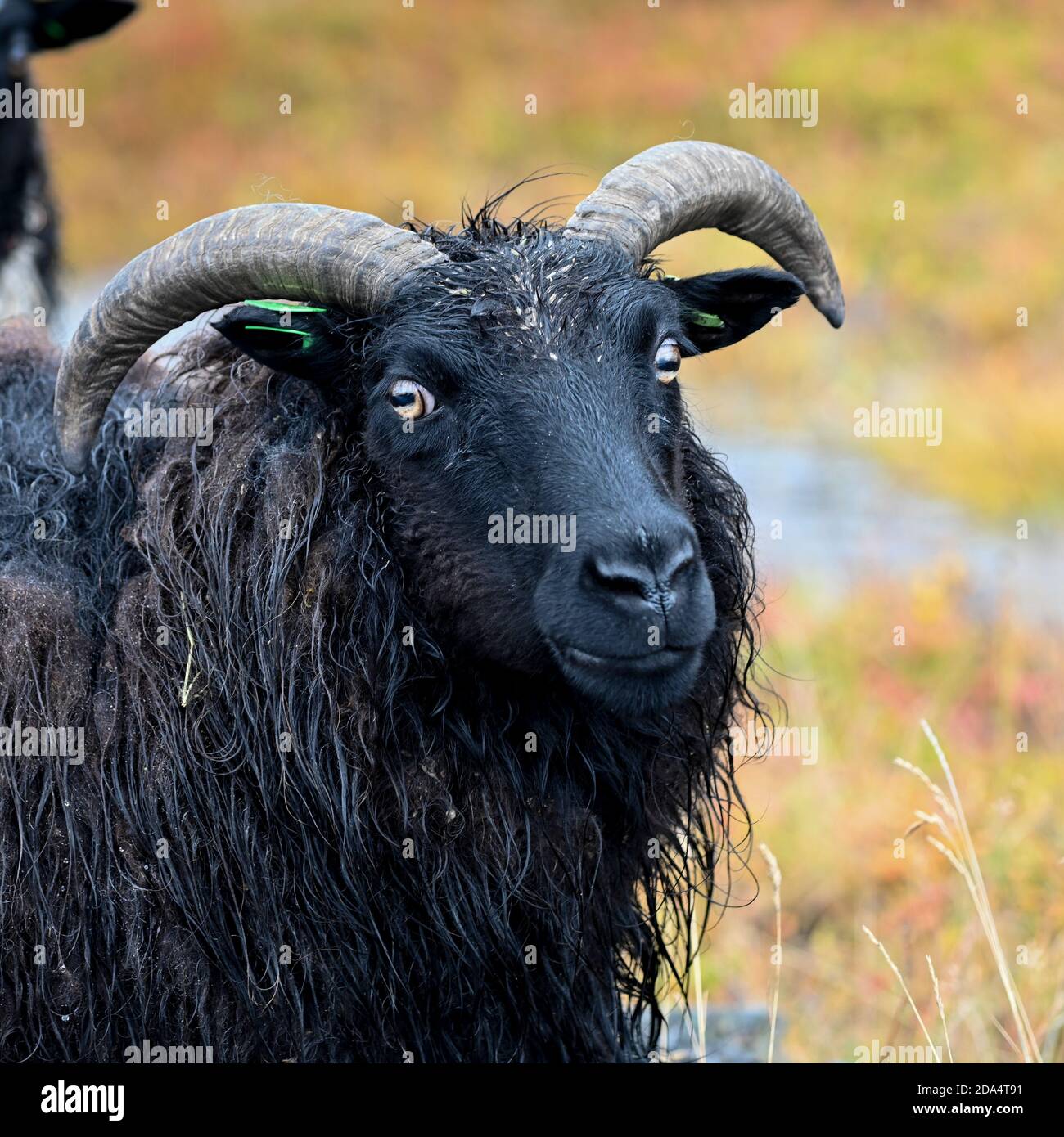 Close-up of a horned black sheep, Suoav k, Westfjords, Iceland