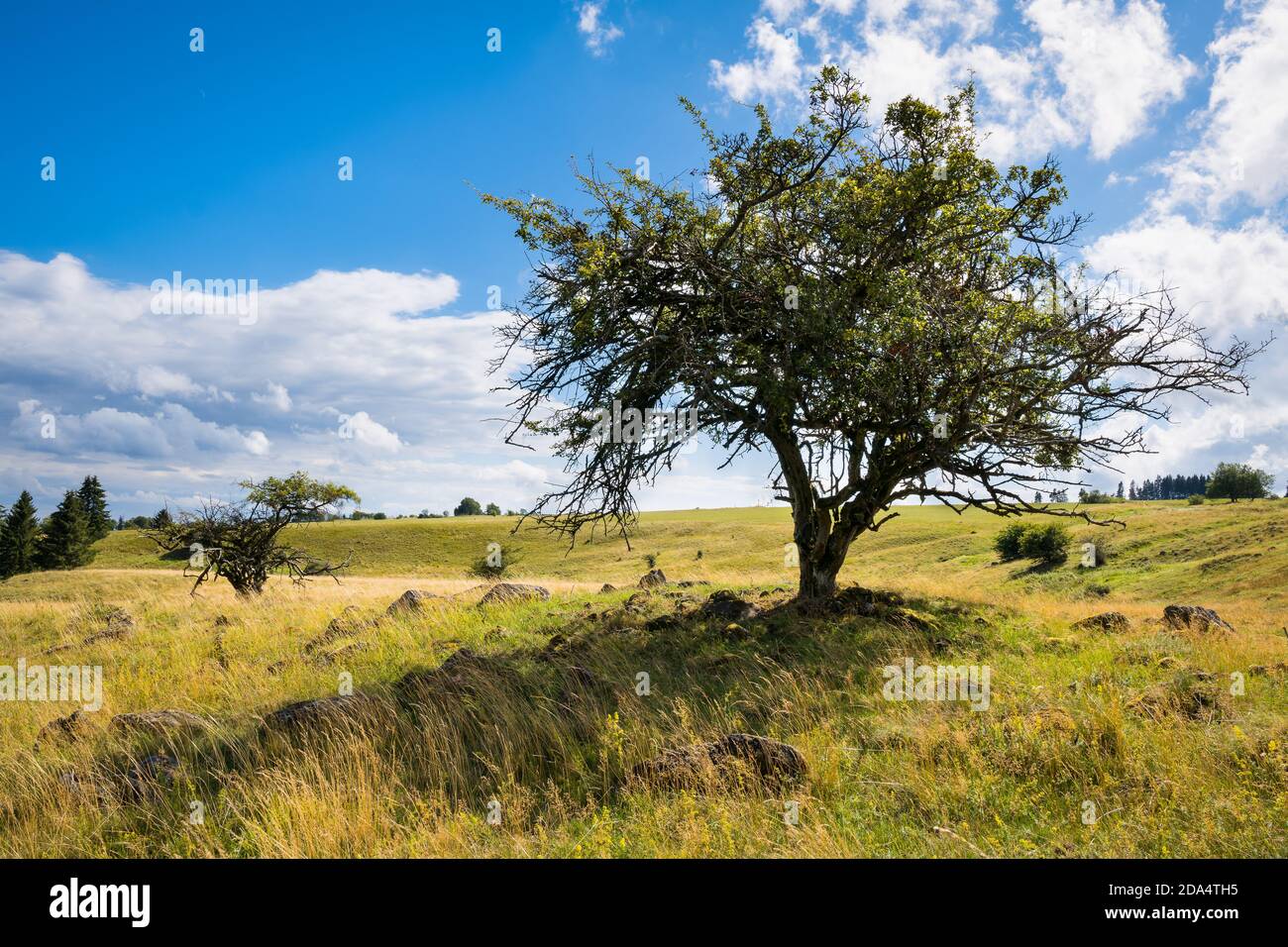 High grass field hi-res stock photography and images - Alamy