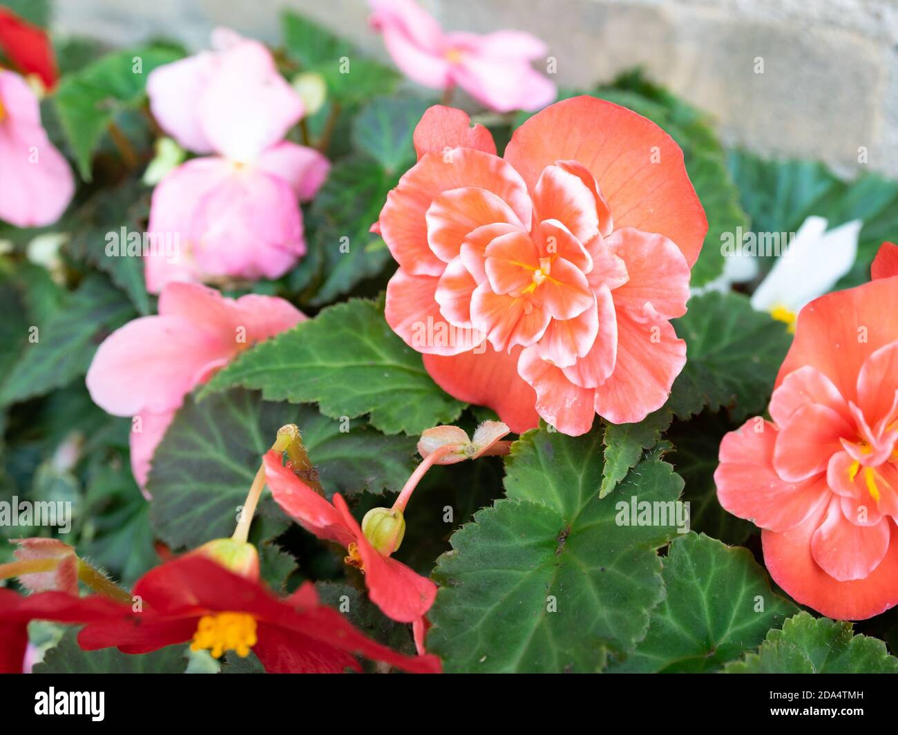 Double light red Begonia flower with white spots (Begonia tuberhybrida) Stock Photo