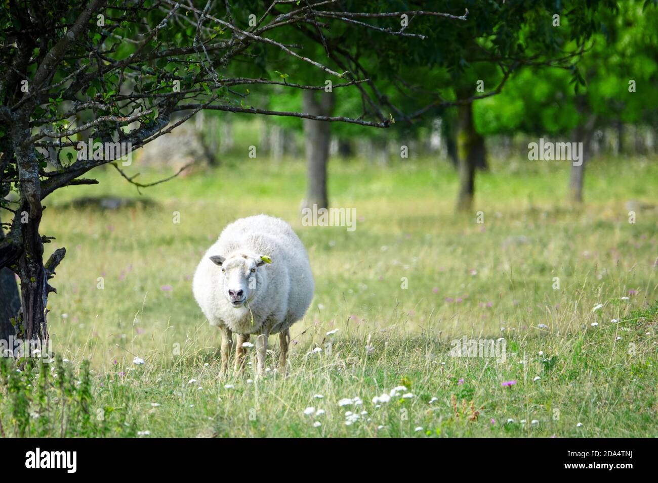Farmland View of a Woolly Sheep in a Green forest Field. Wild animial with horns - sheep portrait Stock Photo
