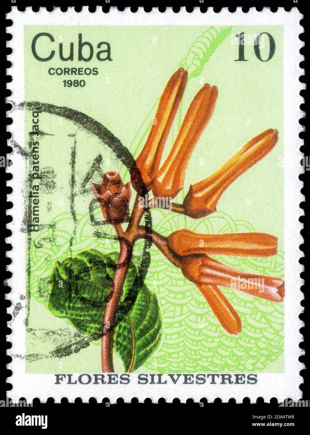 Saint Petersburg, Russia - September 18, 2020: Stamp printed in the Cuba the image of the Hamelia patens, circa 1980 Stock Photo
