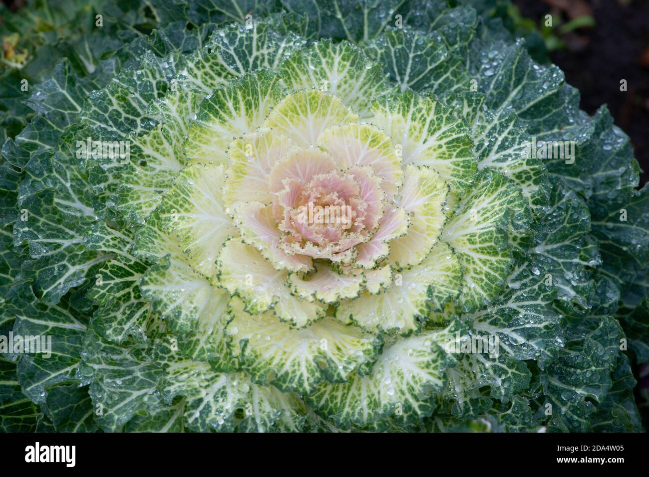 Flowering or ornamental kale Cabbage Latin name Brassica oleracea