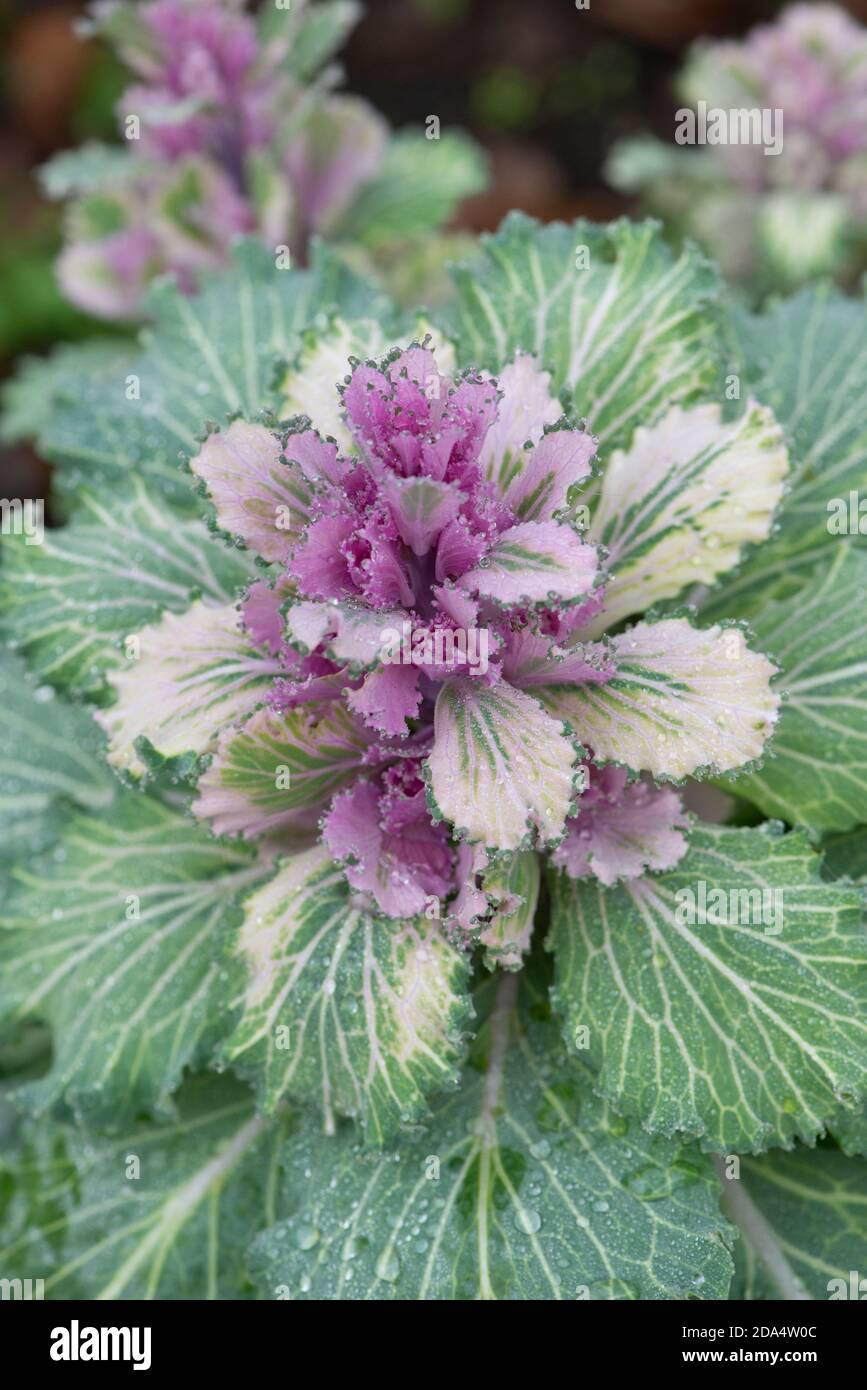 Flowering or ornamental kale Cabbage Latin name Brassica oleracea species with drops of morning