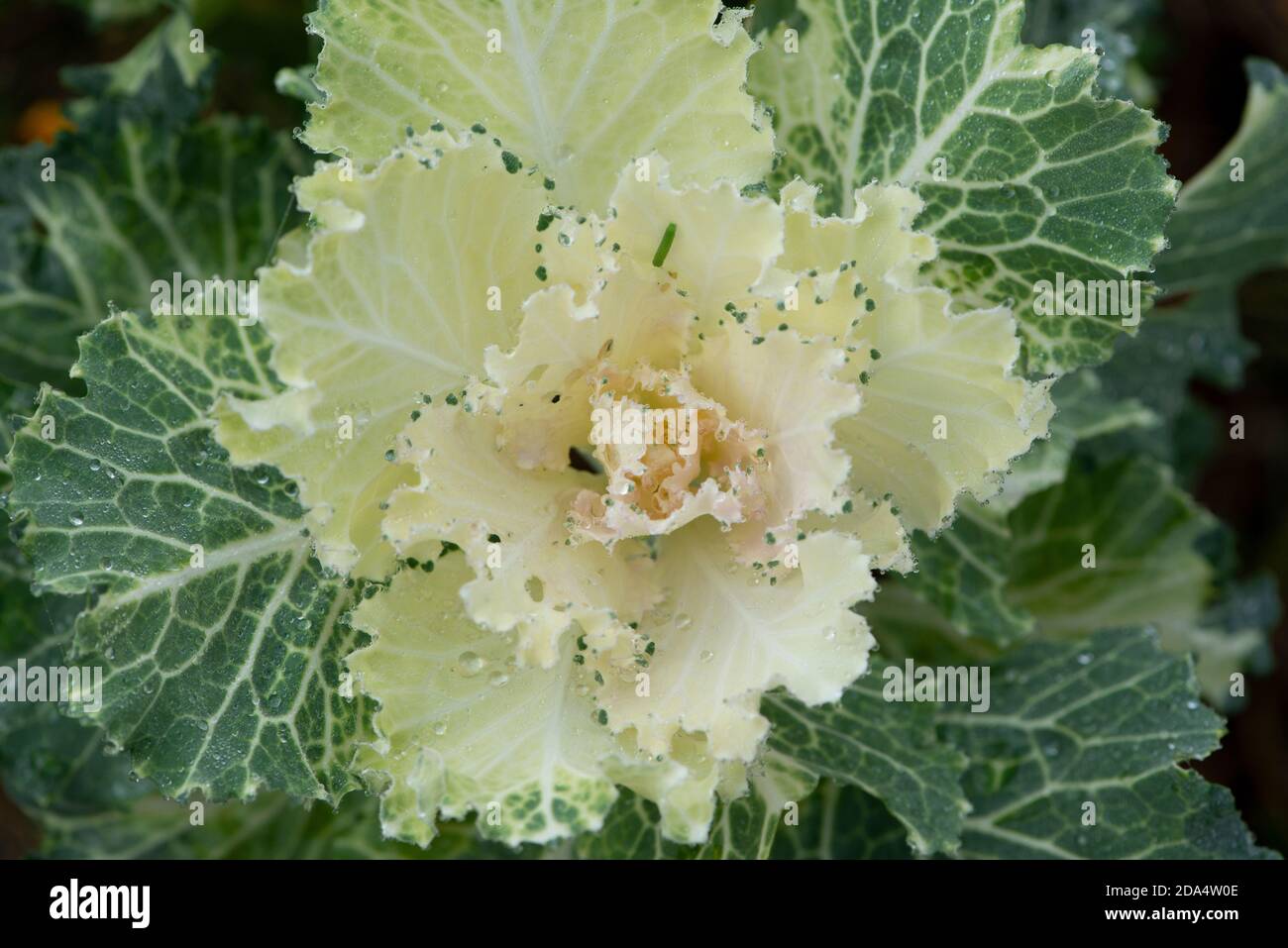 Flowering or ornamental kale Cabbage Latin name Brassica oleracea