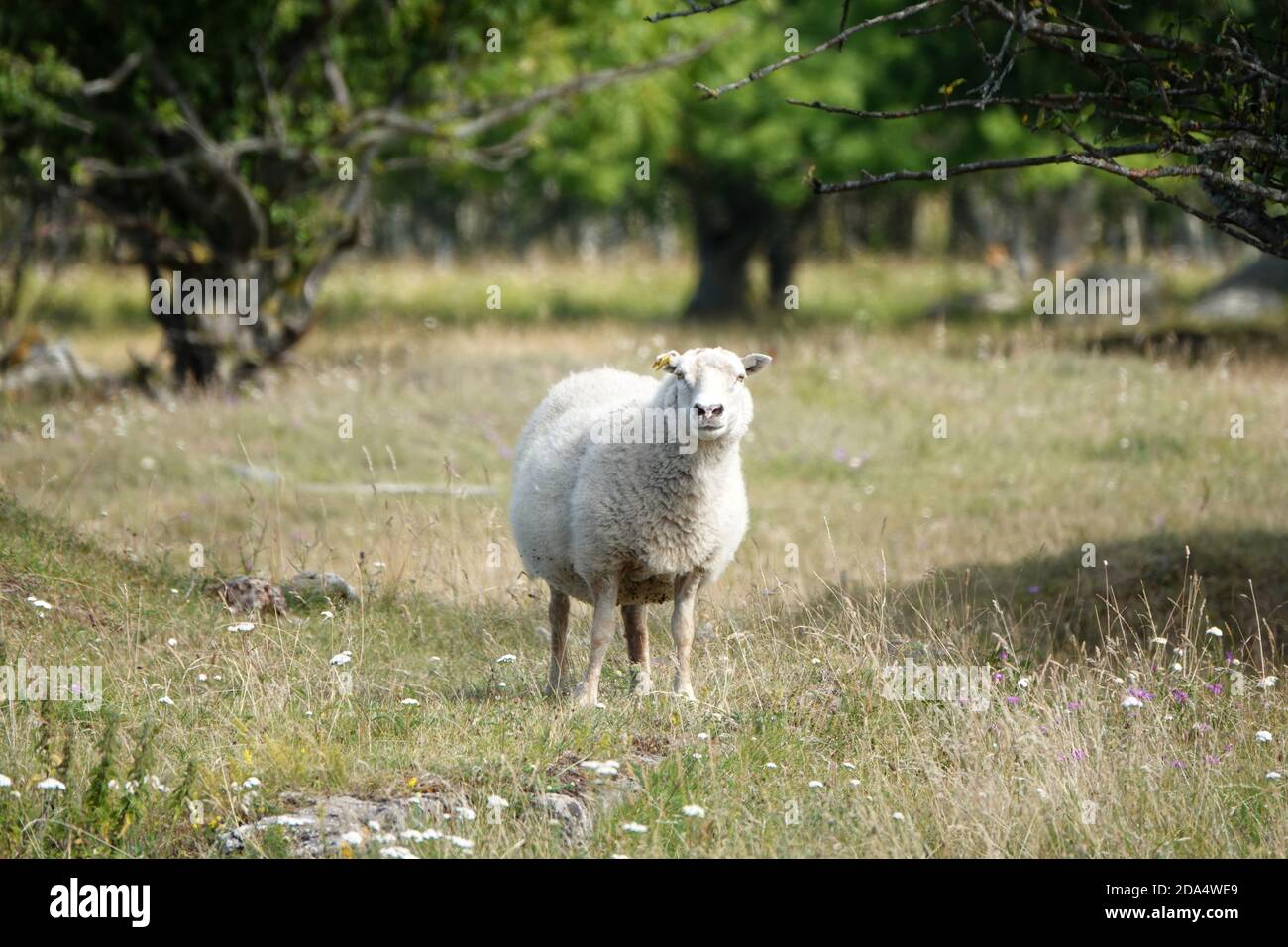 Wild animals - sheep portrait. Farmland View of a Woolly Sheep in a Green forest Field Stock Photo