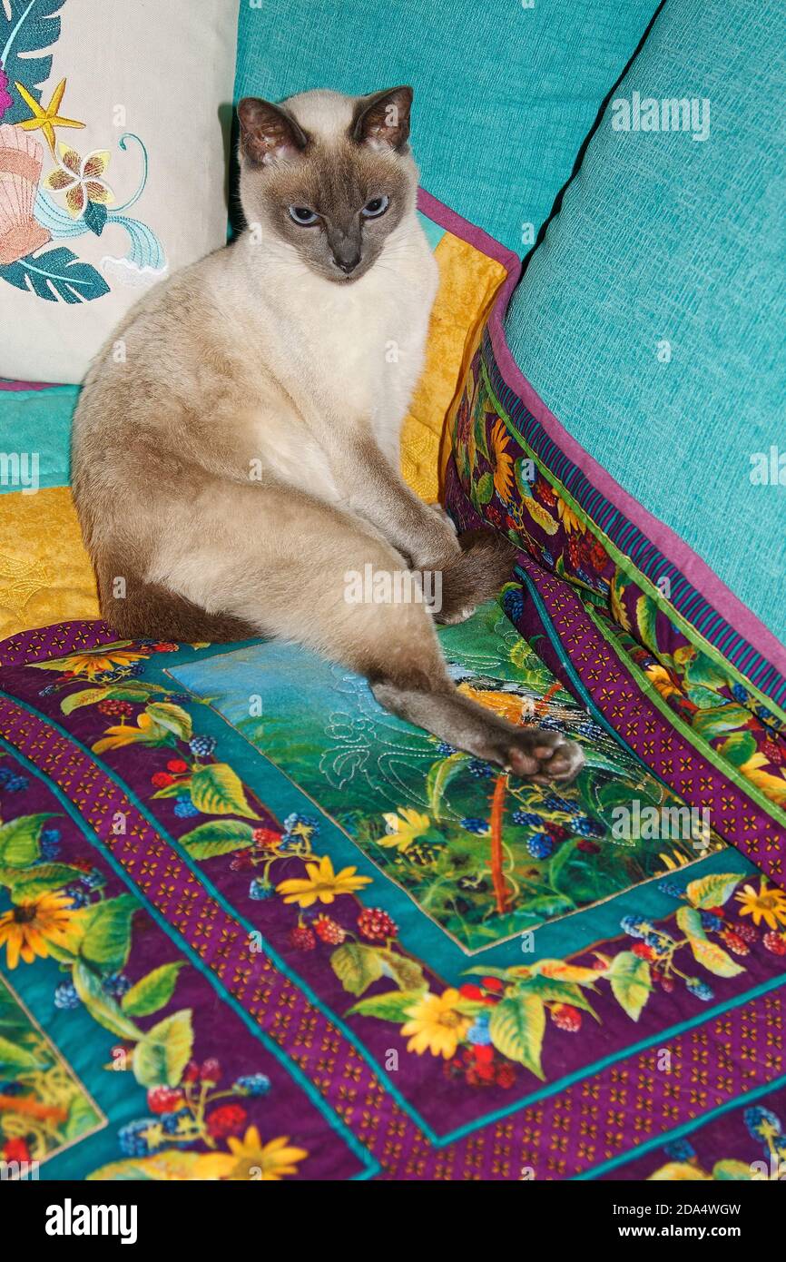 Tonkinese cat portrait, on colorful quilt, sitting up, regal, dark points, pure bred, feline, animal, pet, blue eyes, PR Stock Photo