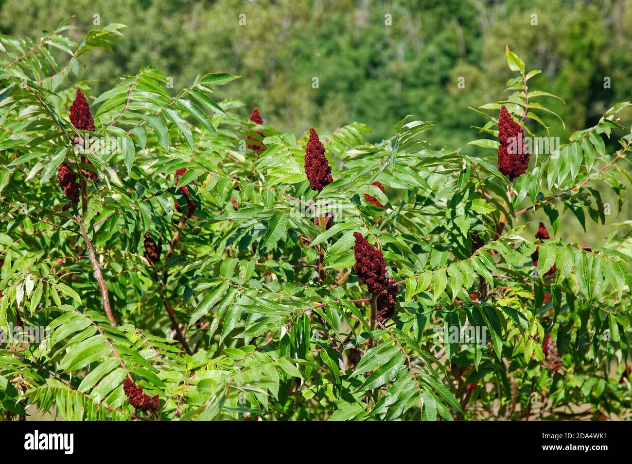 Staghorn sumac, rhus typina, wild flowering plant, small tree,, vegetation, dark red flower stalks, narrow green leaves, rich in tannin, native to eas Stock Photo