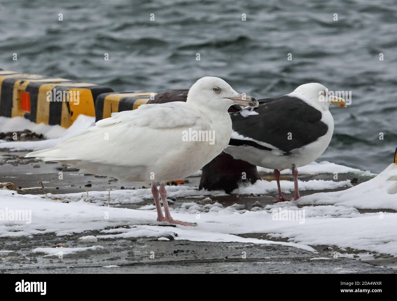Glaucous Gull (Larus hyperboreus) second winter with Slaty-backed Gull (L.Schistisagus) on harbour  Rausu, Hokkaido, Japan         March Stock Photo