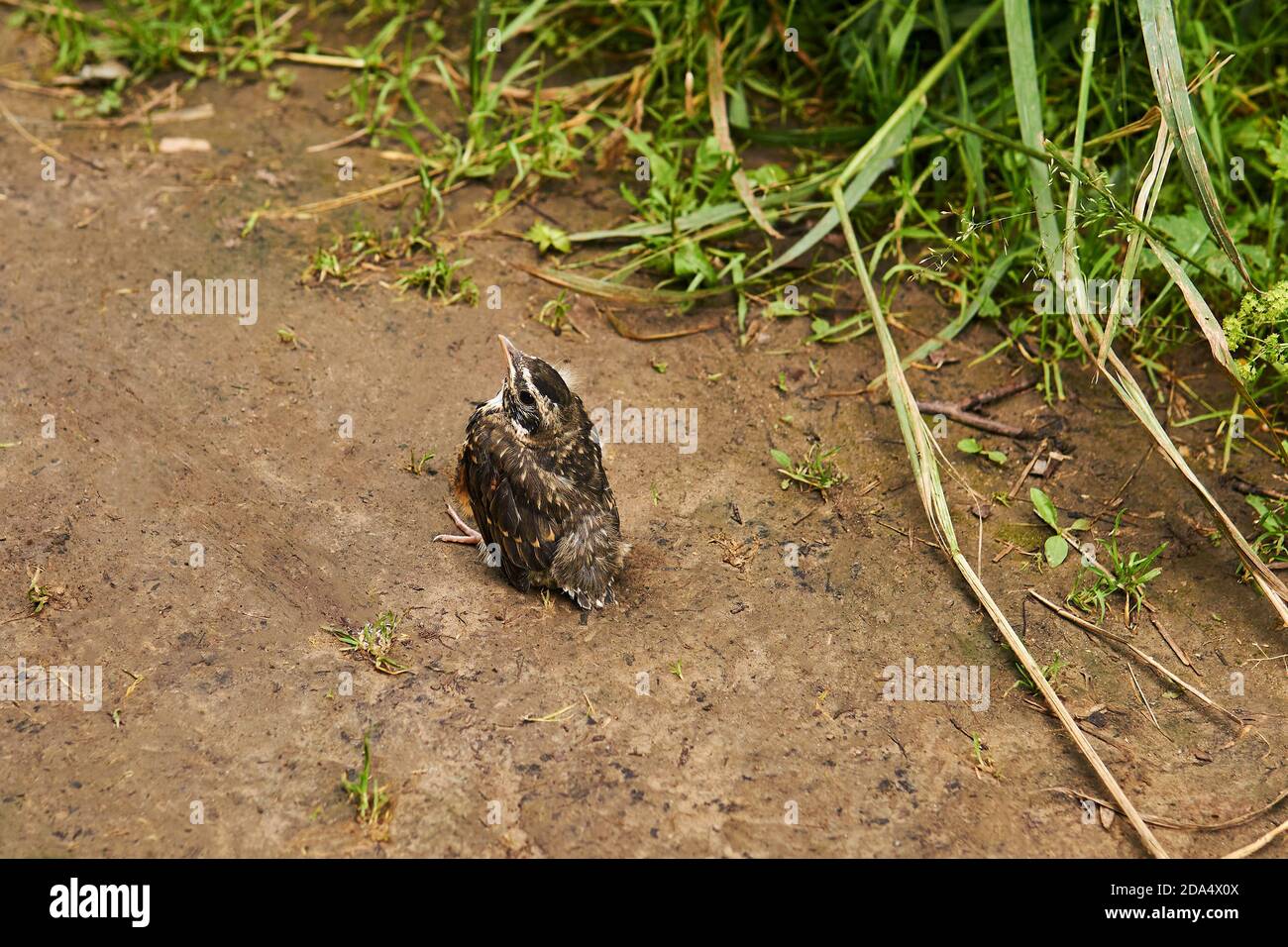 fledgling robin sits on the ground Stock Photo Alamy