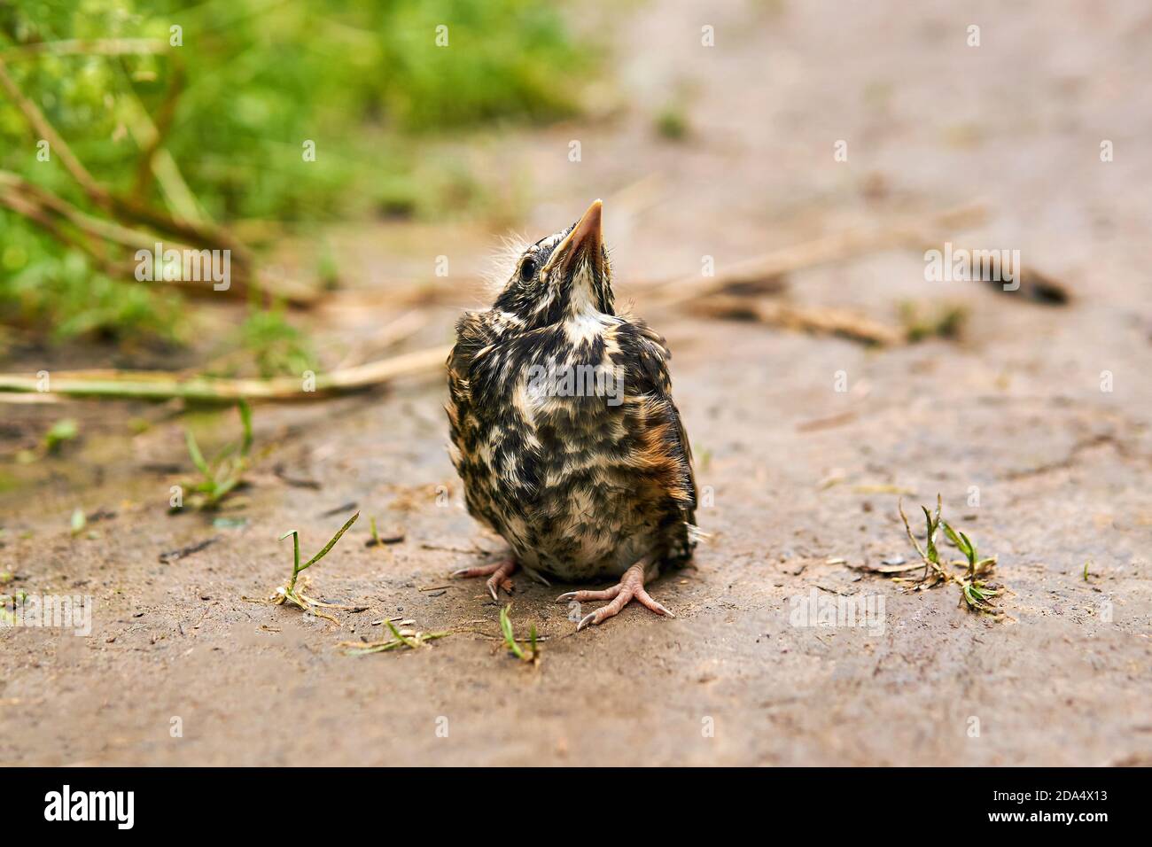 fledgling robin sits on the ground Stock Photo