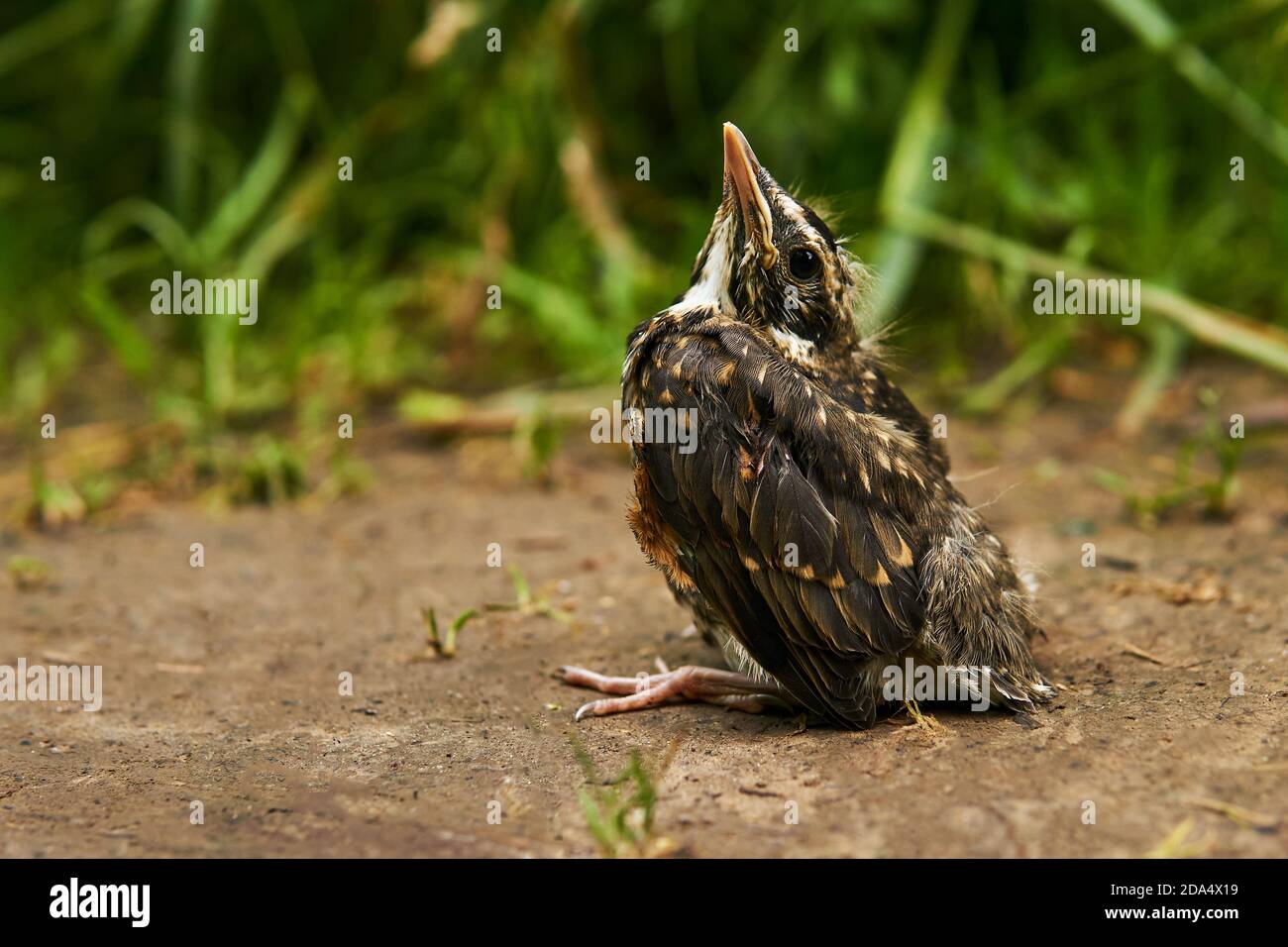 fledgling robin sits on the ground Stock Photo