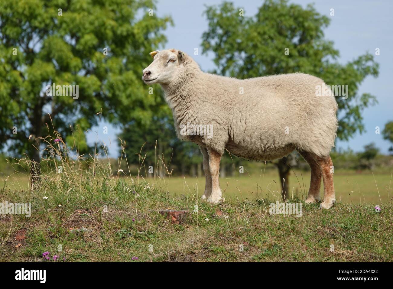 Wild animals - sheep portrait. Farmland View of a Woolly Sheep in a Green forest Field Stock Photo