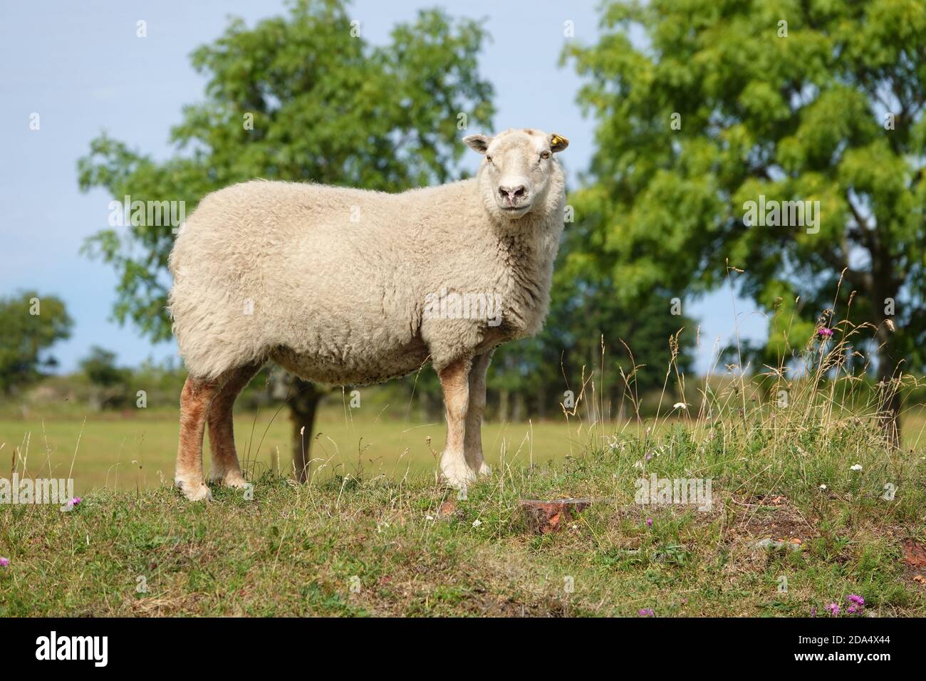 Farmland View of a Woolly Sheep in a Green forest Field. Wild animial with horns - sheep portrait Stock Photo