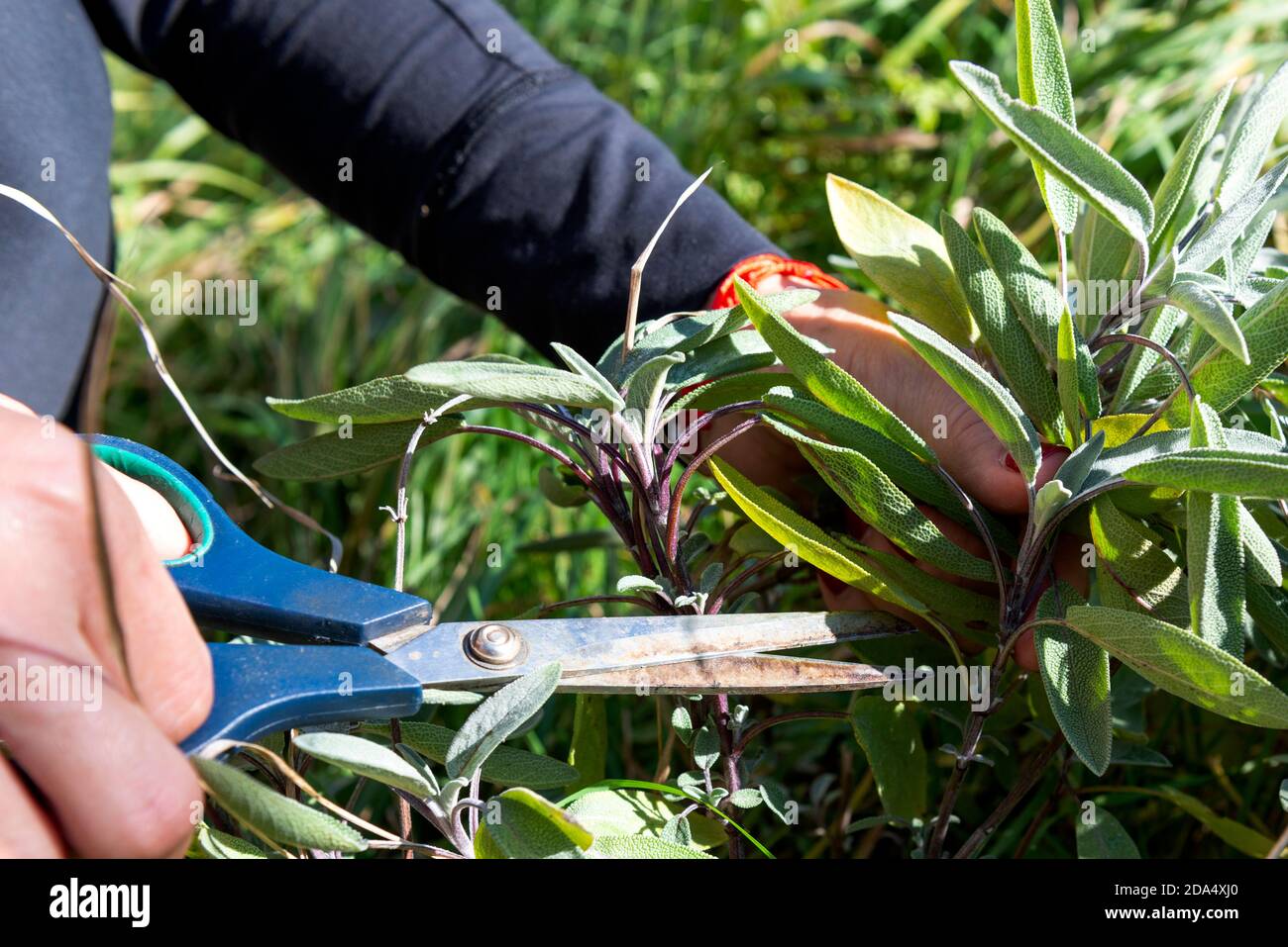 Woman's hands cutting fresh sage or Salvia Officinalis with scissors Stock Photo