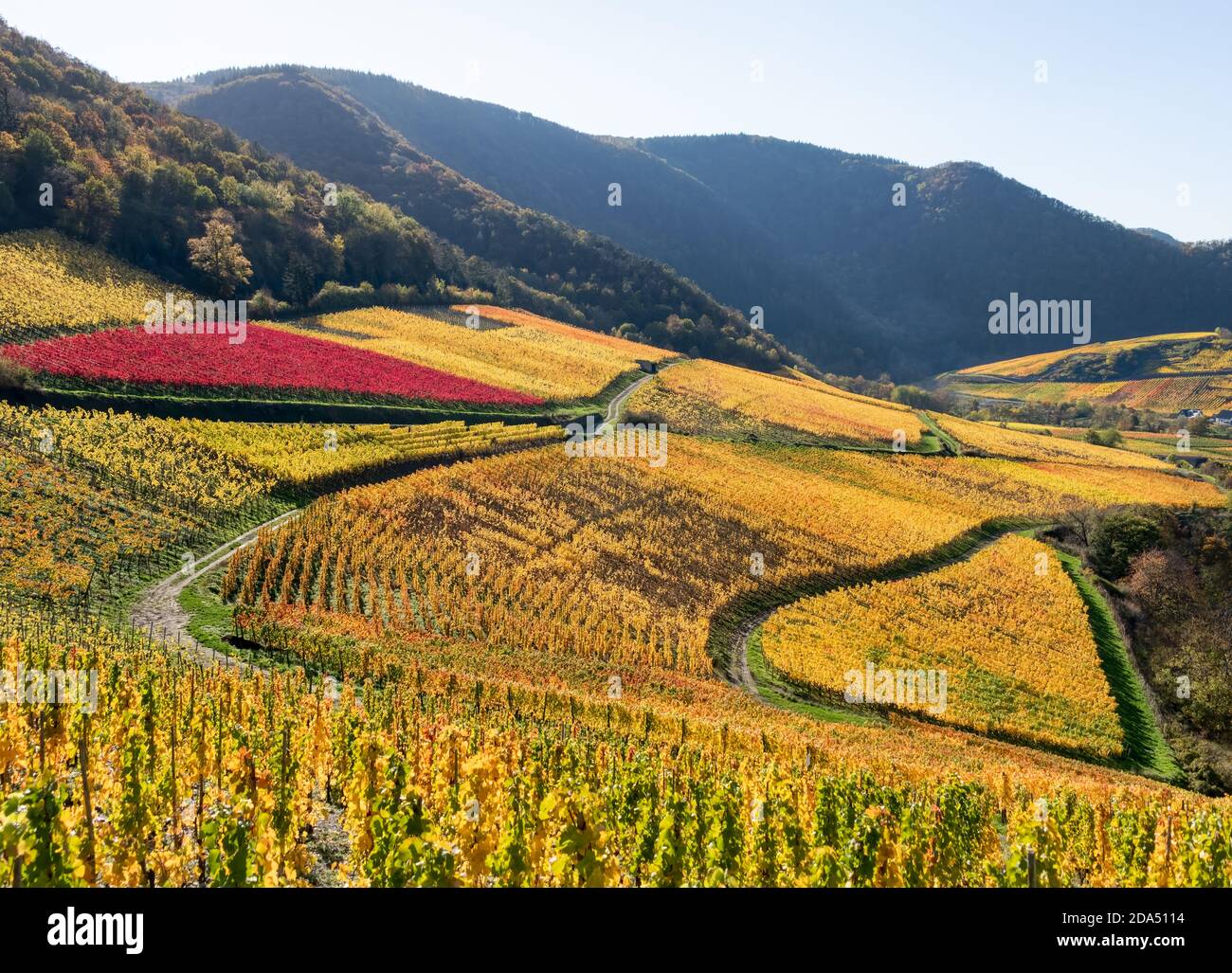 Fall colored vineyards with a heart shaped wine field on slopes in the wine-growing area in the Ahr valley near Mayschoss in autumn, Eifel, Germany Stock Photo