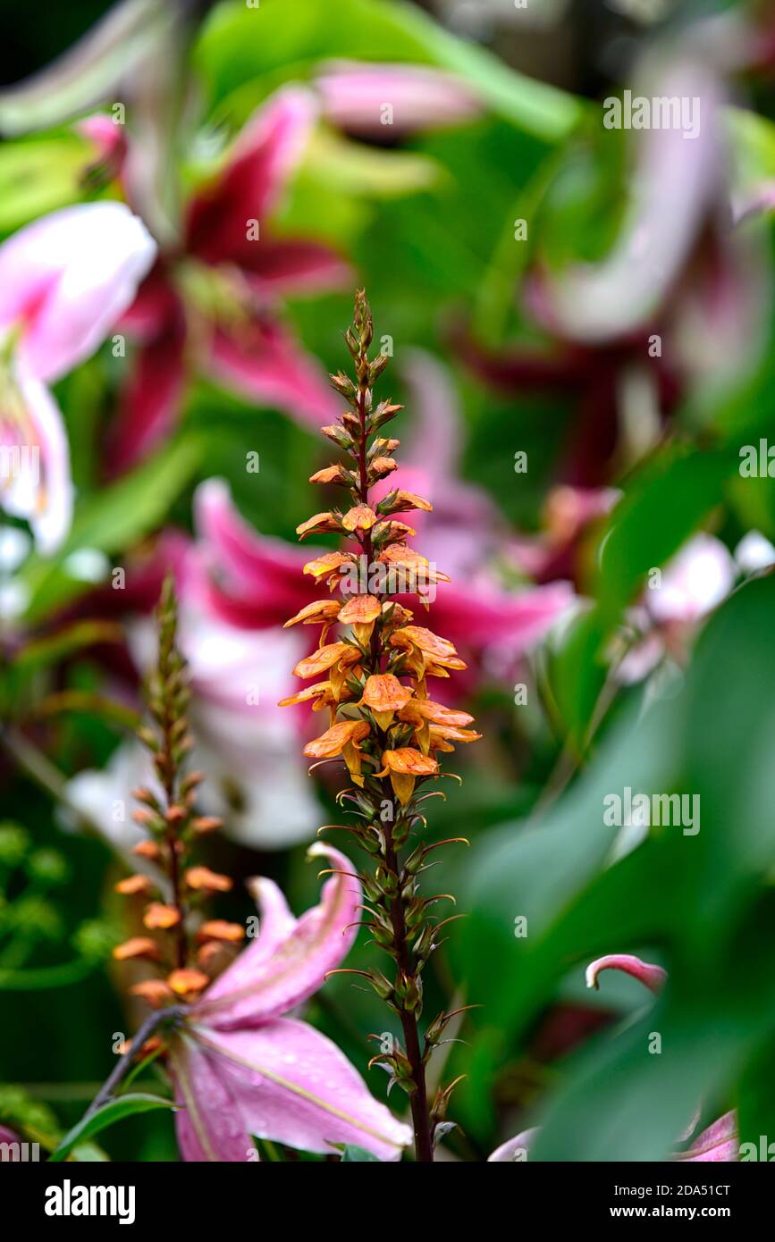 Digitalis canariensis,Canary Island foxglove,Isoplexis canariensis