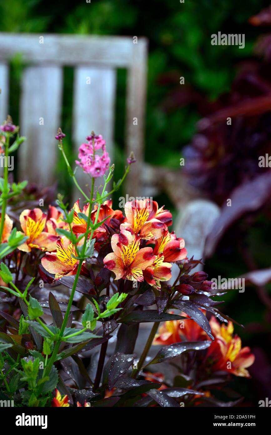Alstroemeria Indian Summer,Peruvian lily,copper,orange,yellow,flower,flowers,flowering,perennial,cut flowers,RM Floral Stock Photo