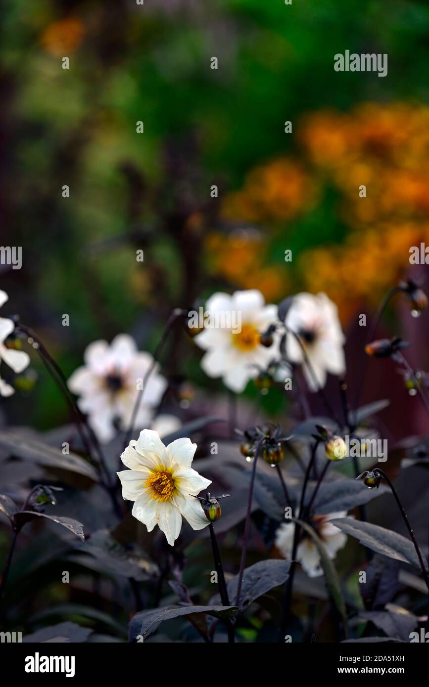 dahlia twynings after eight,dark foliage,leaves,white flowers,flower,flowering,dahlias,garden,gardens,RM Floral Stock Photo