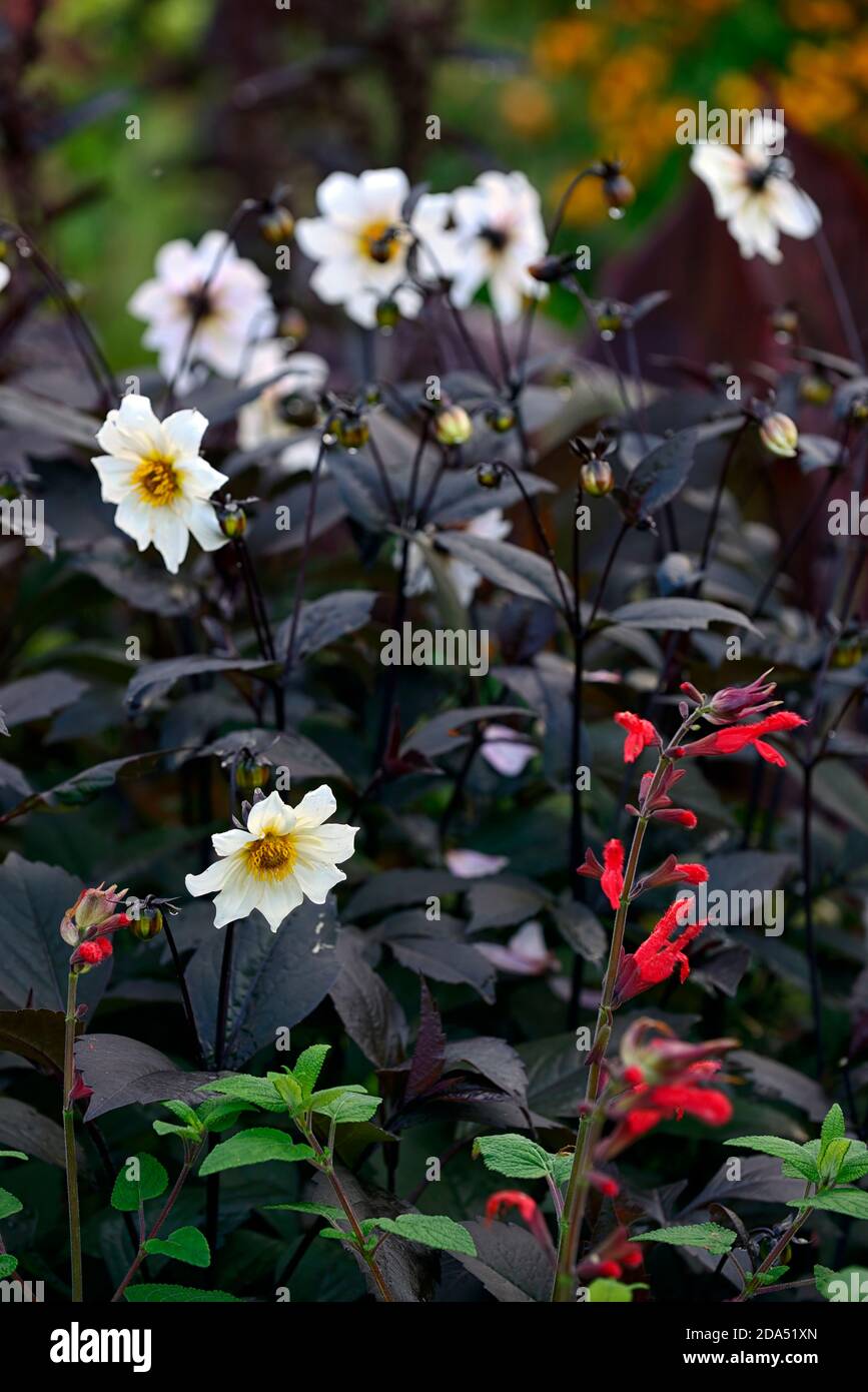 dahlia twynings after eight,dark foliage,leaves,white flowers,flower,flowering,dahlias,garden,gardens,RM Floral Stock Photo
