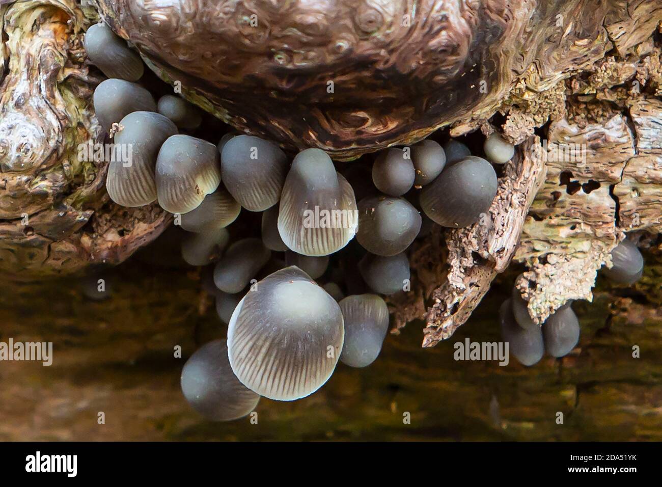 Cluster of mushrooms on a tree trunk Stock Photo