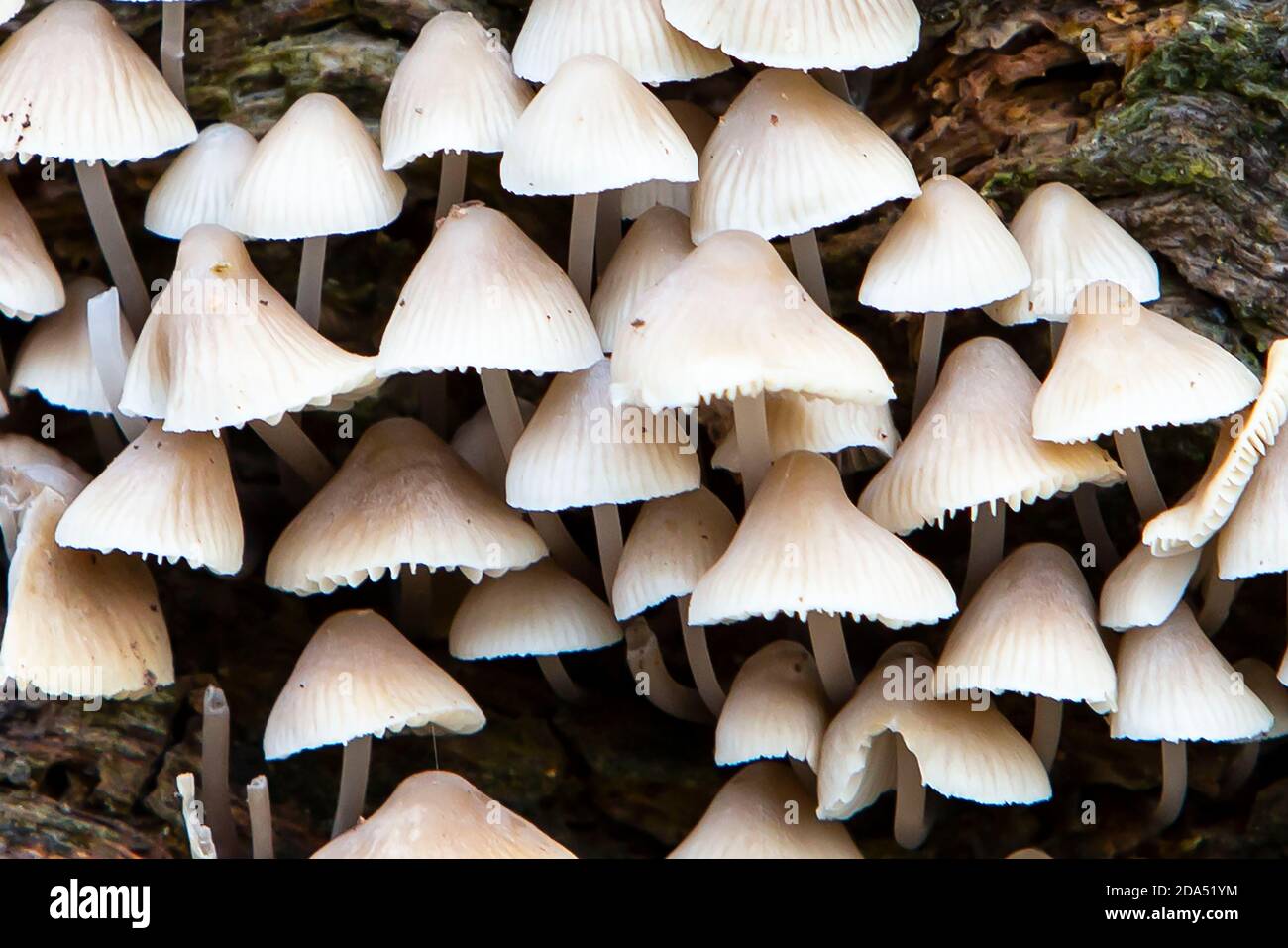 Cluster of mushrooms on a tree trunk Stock Photo