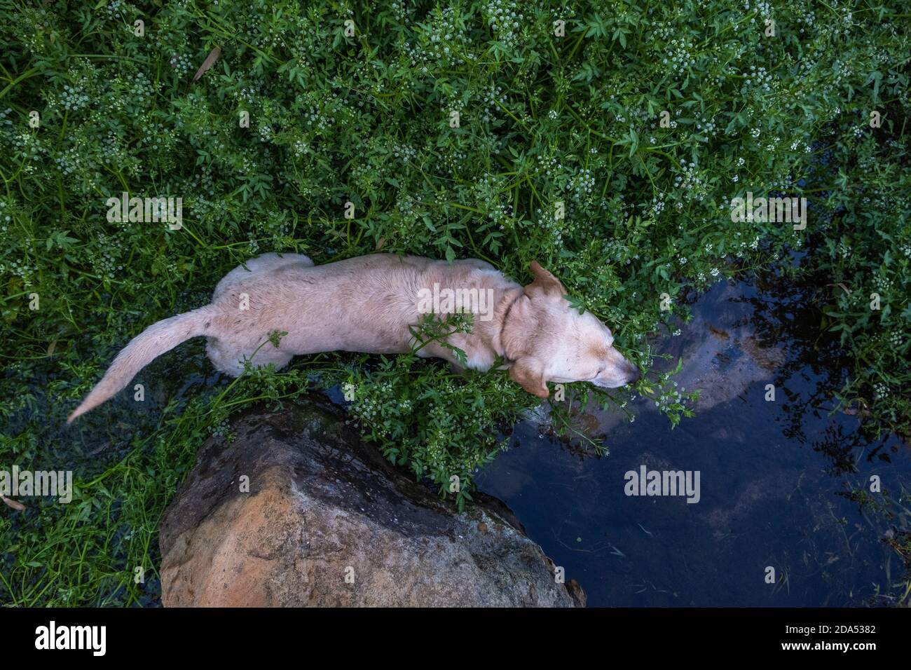 Aerial view of white labrador retriever playing in a small river ...
