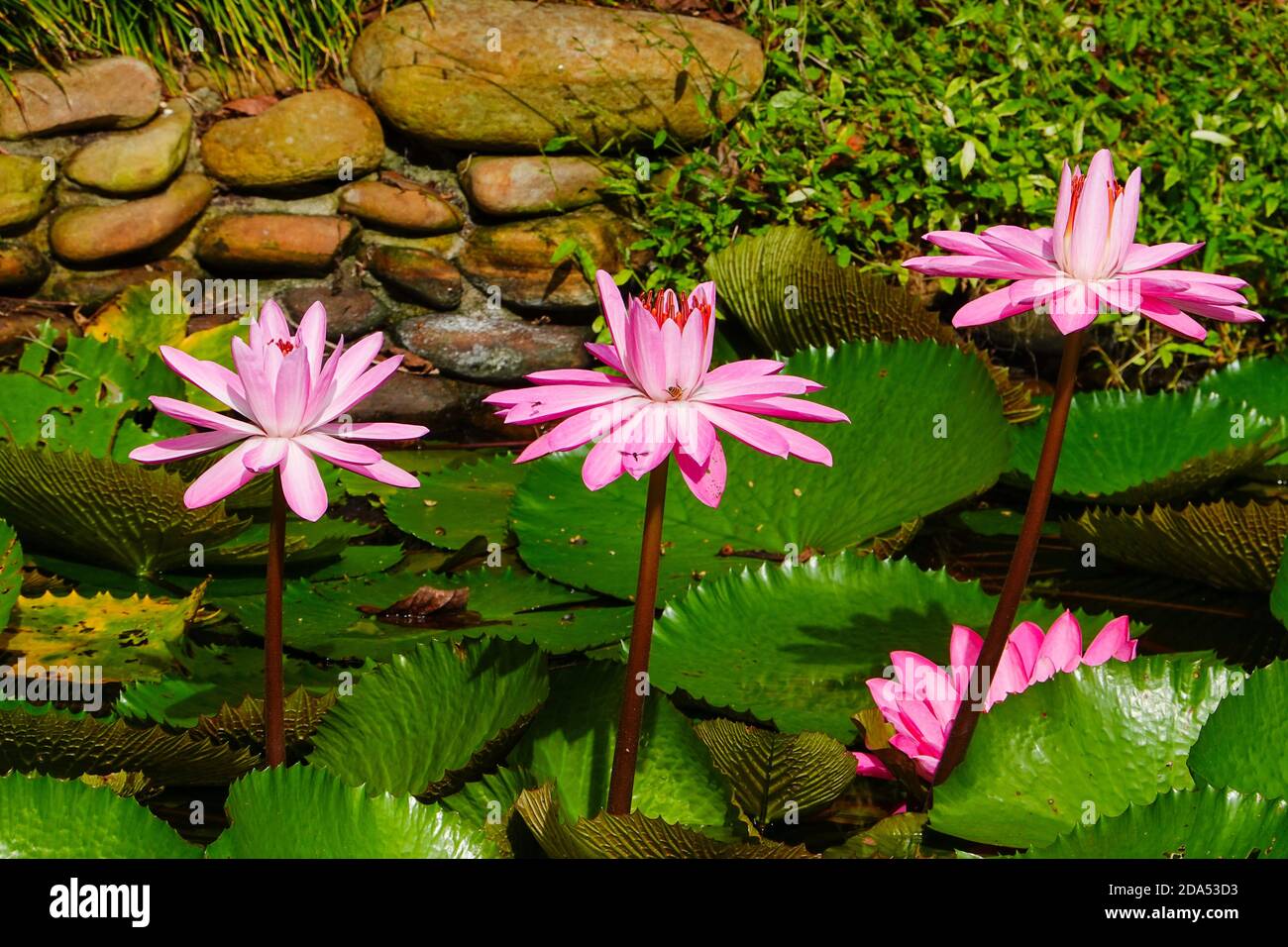 Lilies with purple blossoms, Nymphaea, in a pond bordered by a rock wall. Florida, USA. Stock Photo