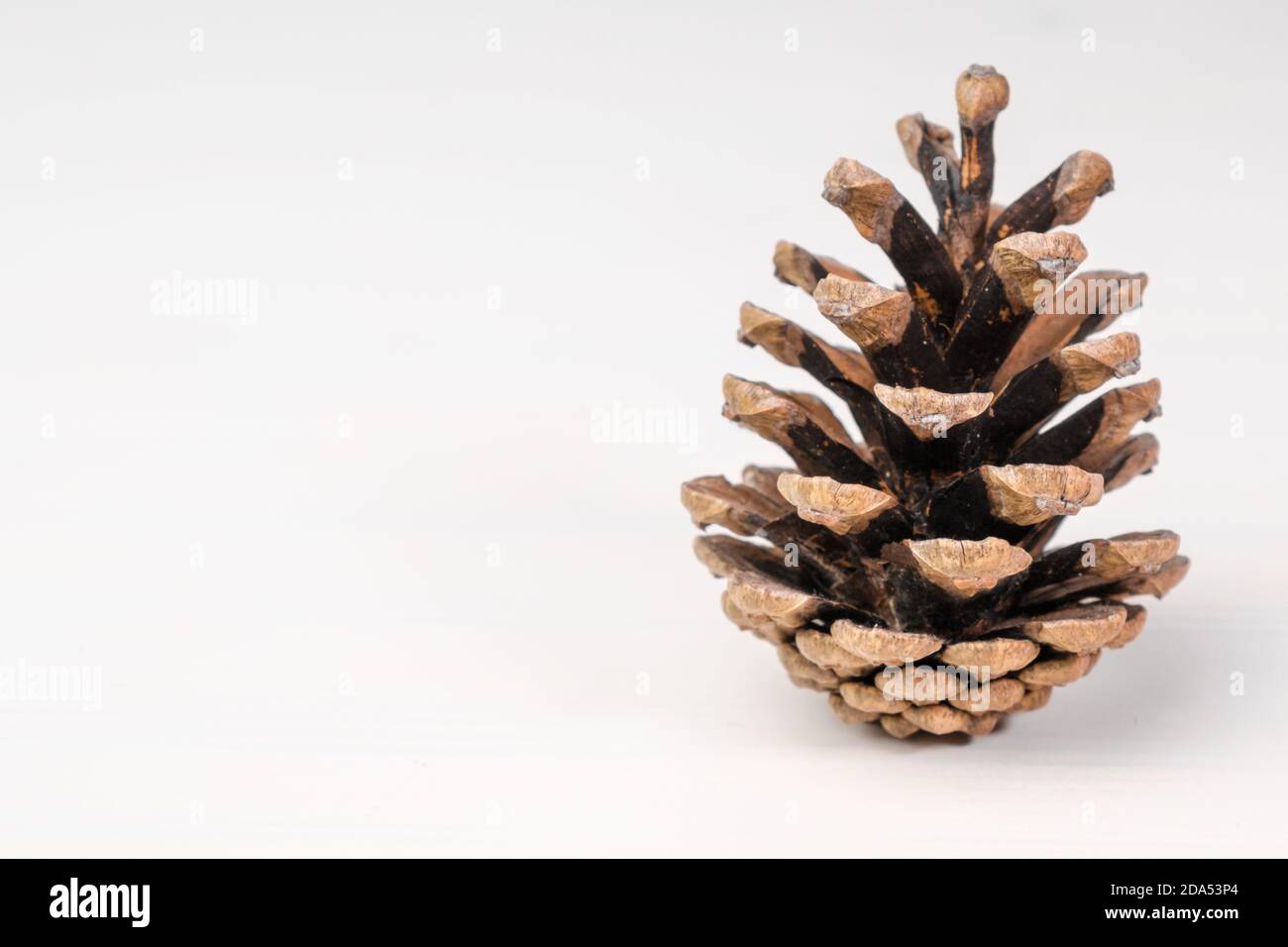 Brown pine cone isolated on the white background Stock Photo - Alamy