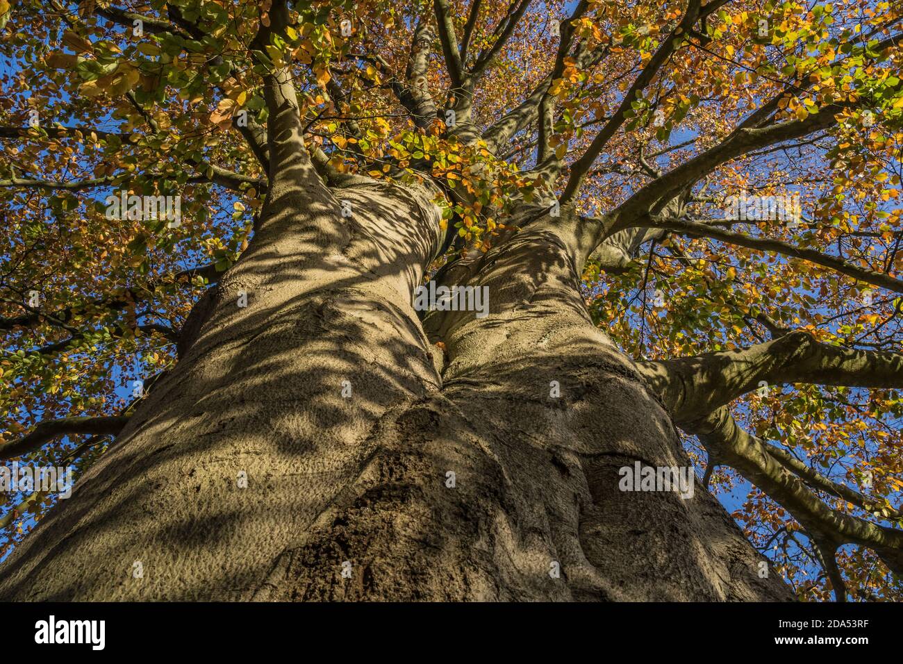 autumn leaves on a beech tree Stock Photo