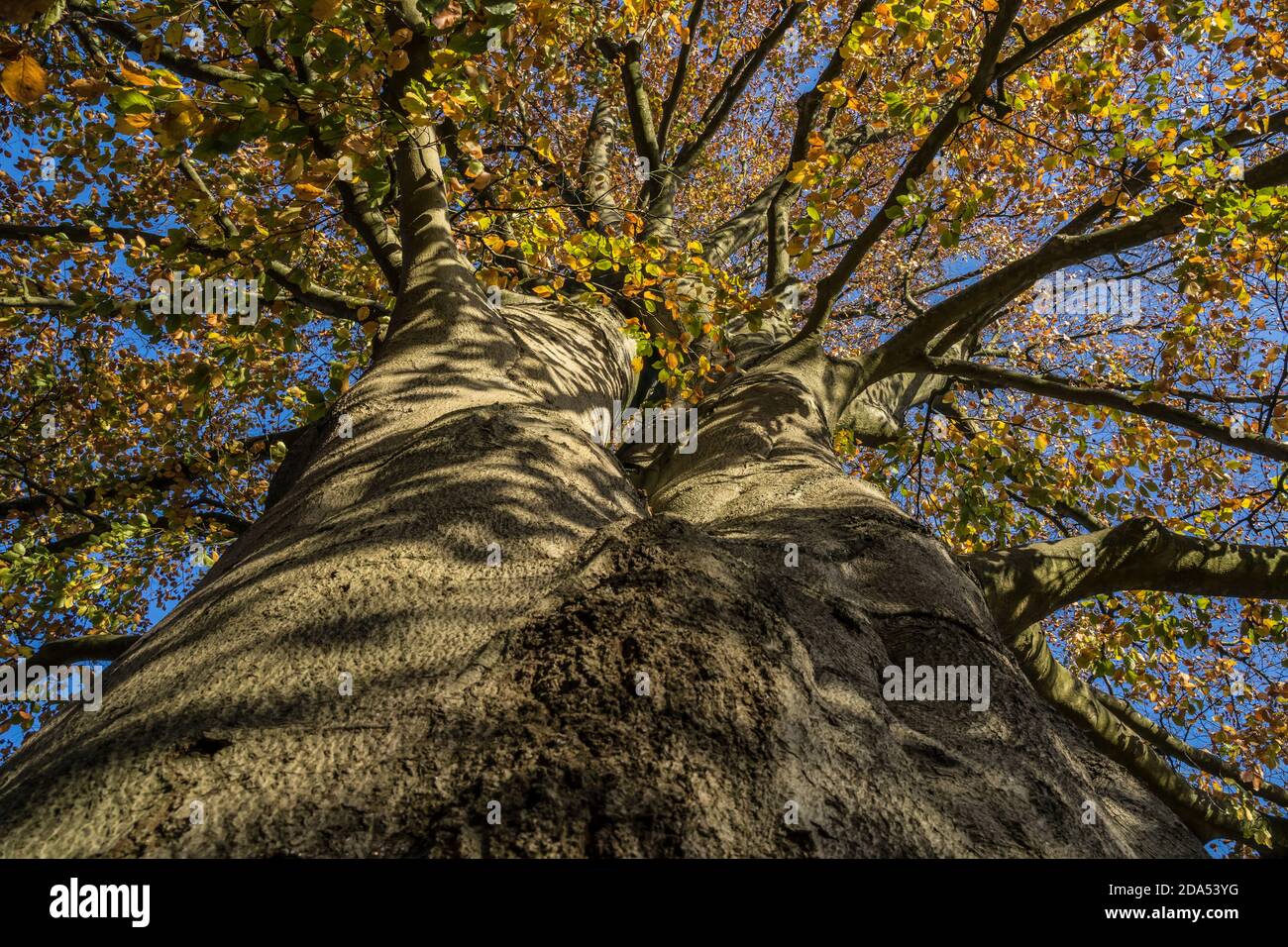 autumn leaves on a beech tree Stock Photo - Alamy