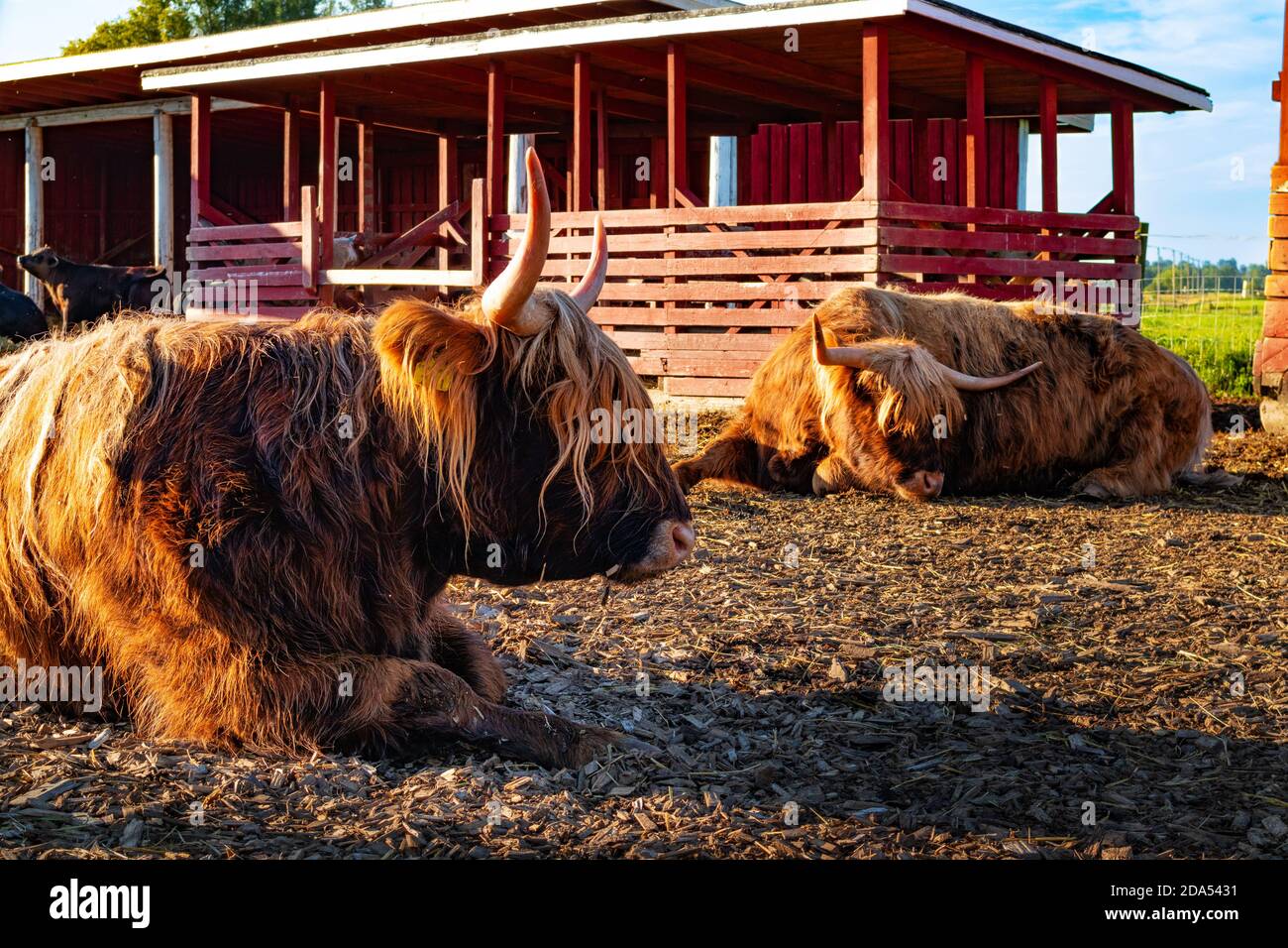 Highland Cattle Farm. Brown bulls in the morning sun light. Agriculture, farming. Red building. Cattle breed. Organic food concept. Red barns. Stock Photo