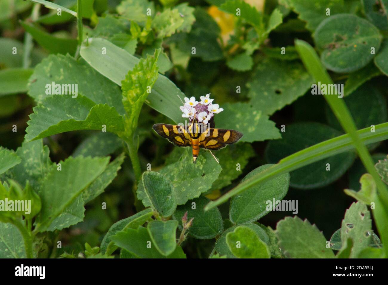 The Orange-spotted flower moth is a very small moth found in North America Stock Photo