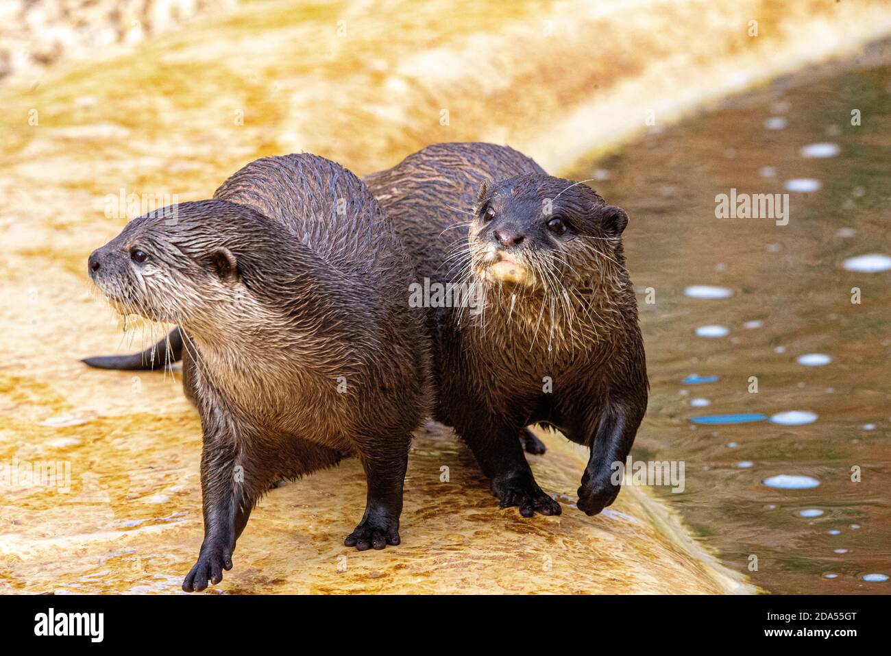 two otter playing and chilling Stock Photo - Alamy