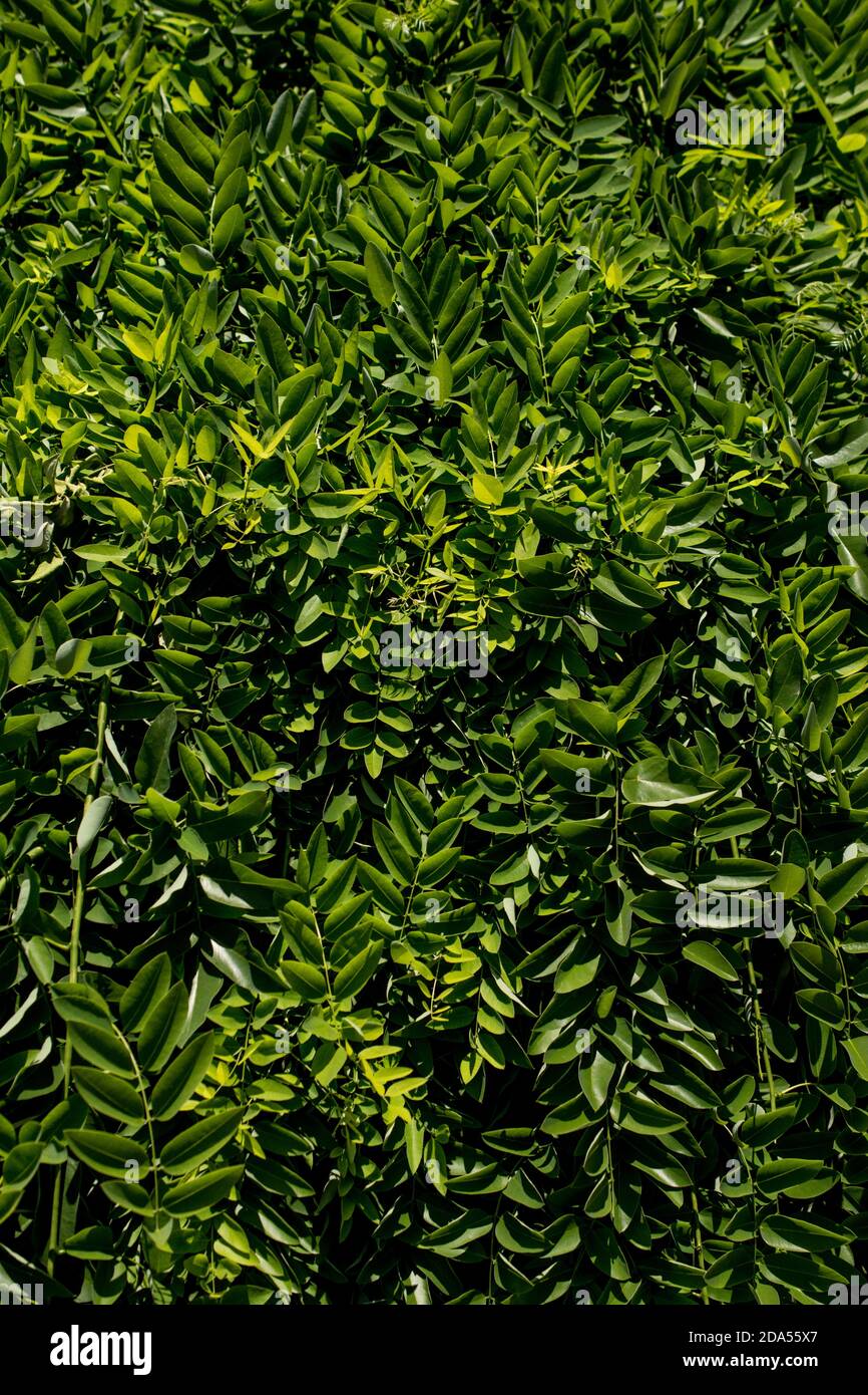 Abstract spring plant texture for natural background. Green Leaf ...