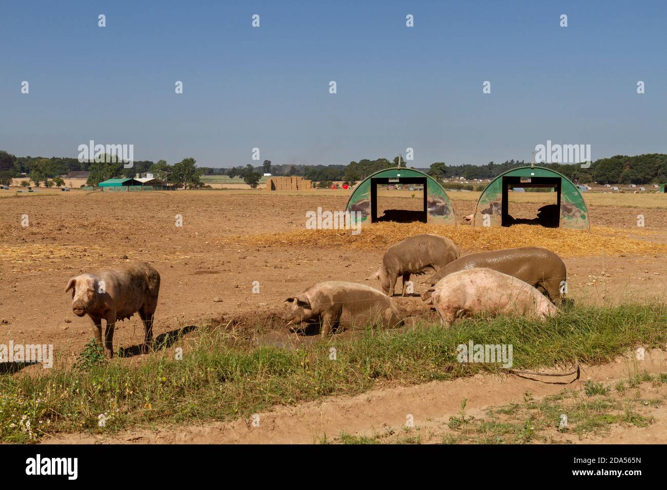 Pigs on a pig farm in Suffolk, UK. Stock Photo