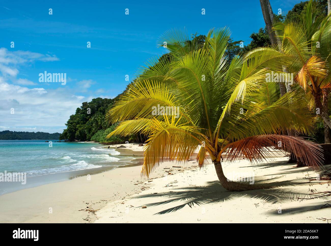 Tropical beach with lush palm tree and white sand. Isla Ranchería within Coiba National Park (Parque Nacional de Isla Coiba), Panama, Central America Stock Photo