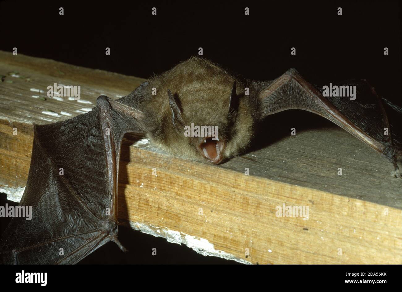 LITTLE BROWN BAT (MYOTIS LUCIFUGUS) Stock Photo
