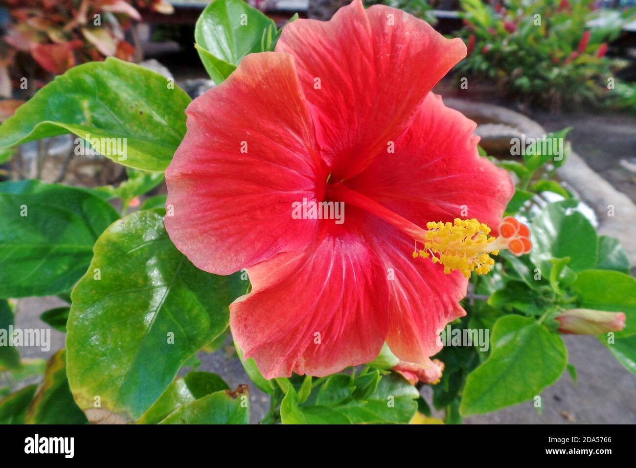 Hibiscus flower in full bloom Stock Photo - Alamy