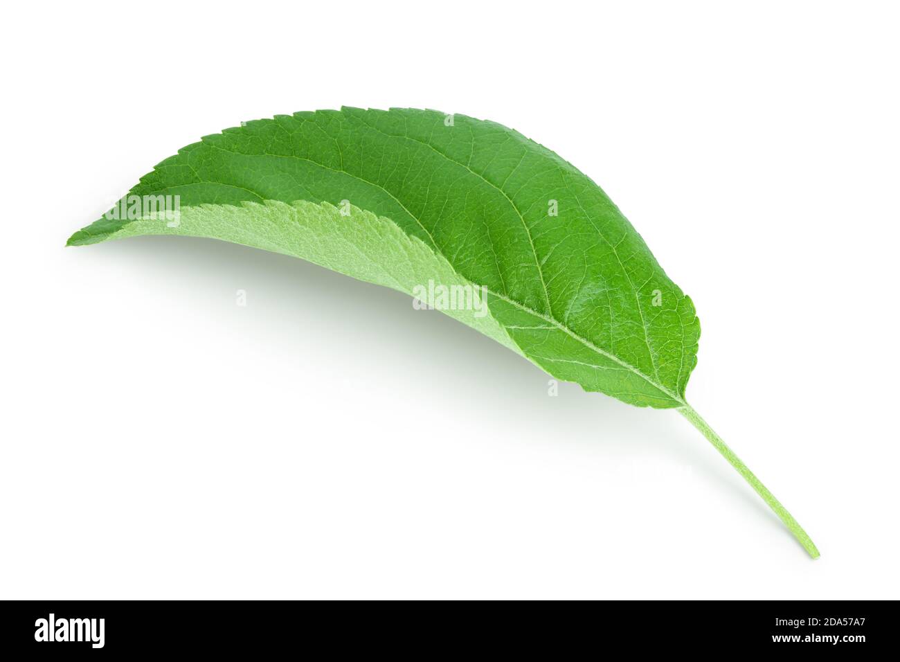 Apple leaf isolated on white background with clipping path Stock Photo ...
