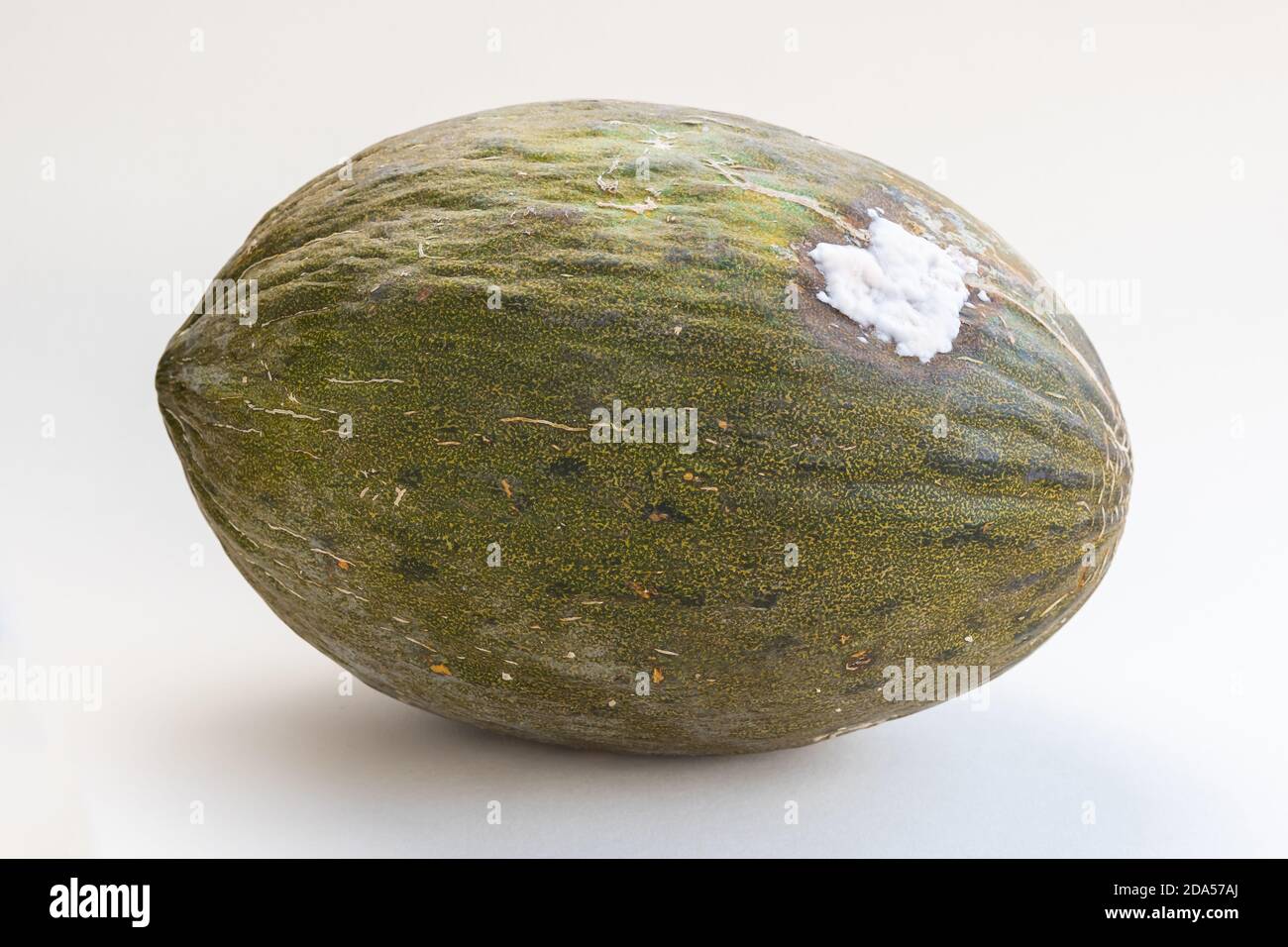 Rotten Santa Claus melon, sometimes known as Christmas melon or Piel de Sapo or Toad Skin, a variety of green melon from Spain Stock Photo
