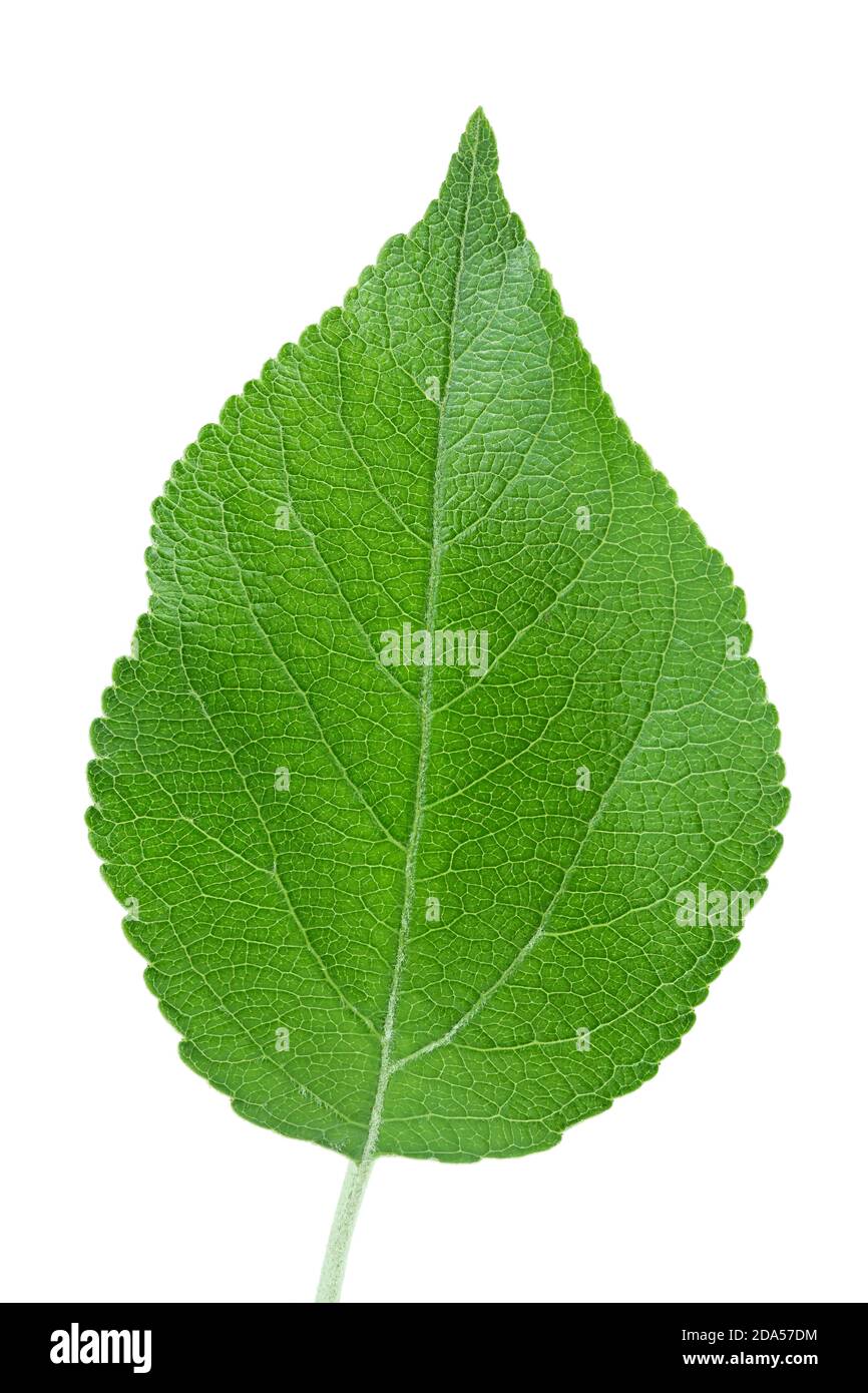 Apple leaf isolated on white background with clipping path Stock Photo ...