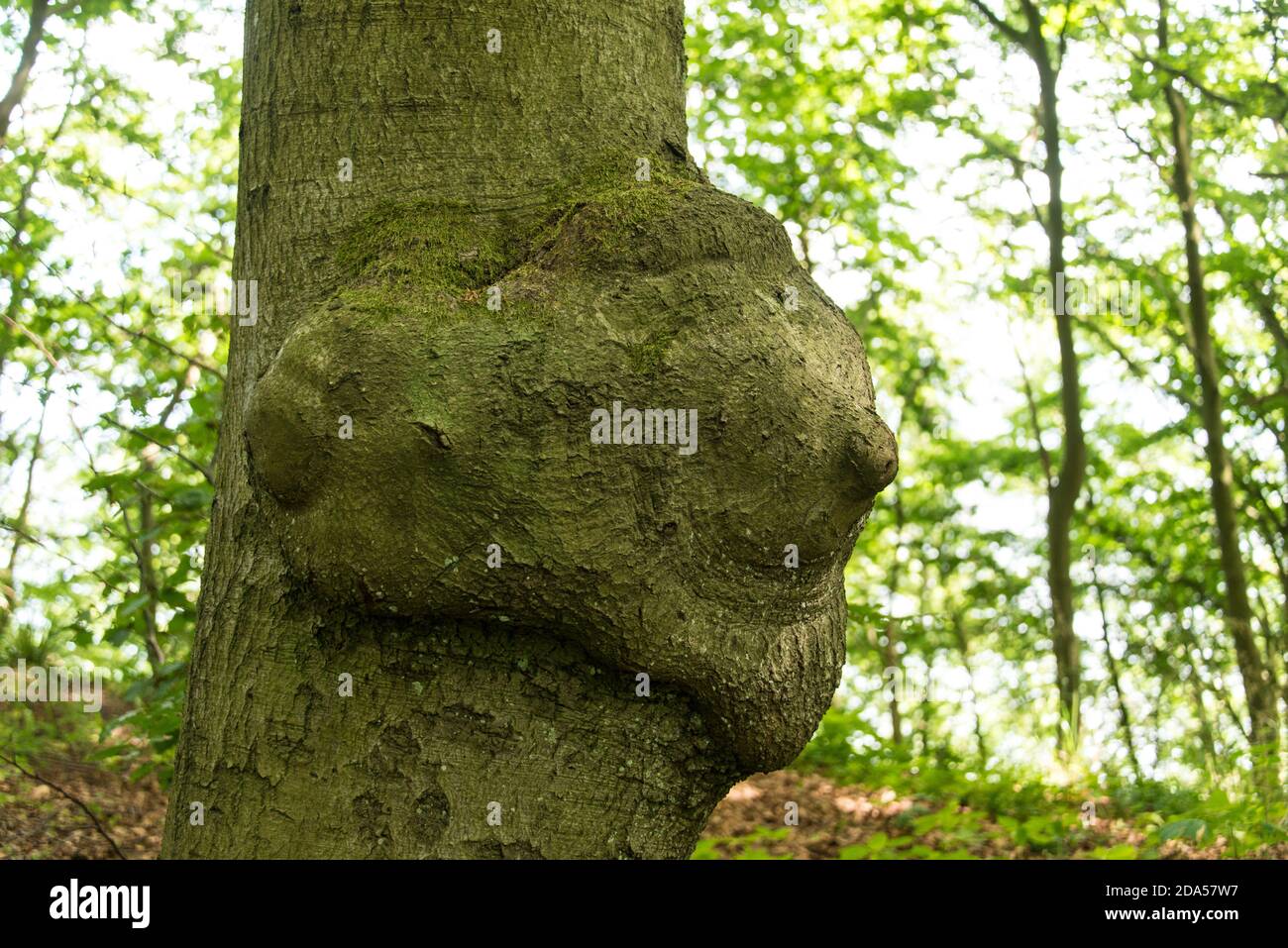 When nature plays a joke sprawling bark has formed into a treeface on